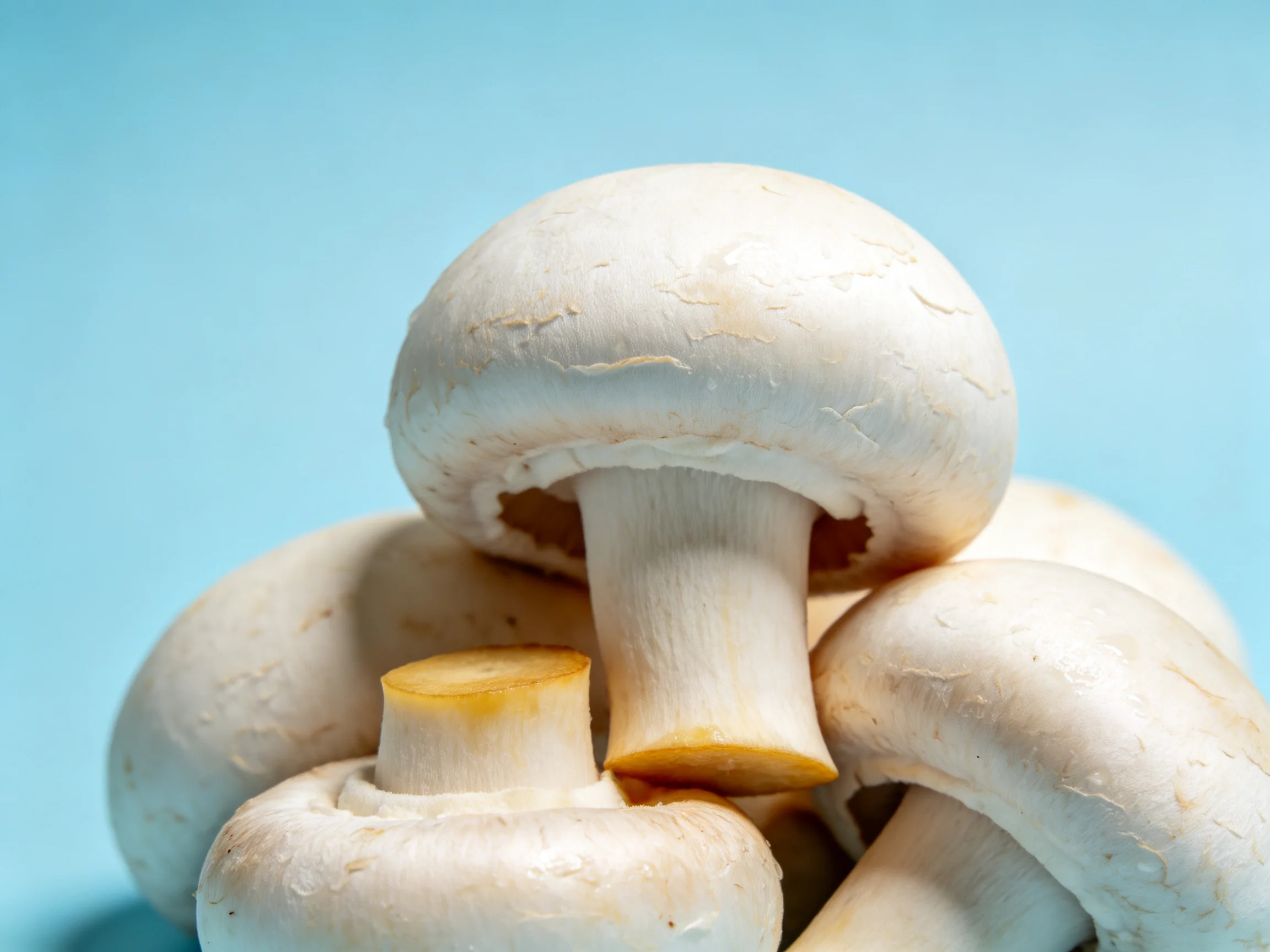 Fresh white button mushrooms clustered together on a light blue surface