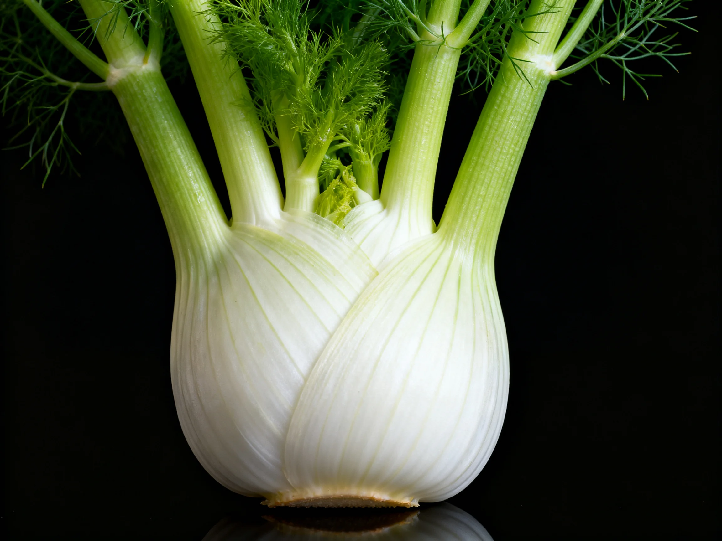 Fresh white fennel bulbs with green stalks and feathery tops