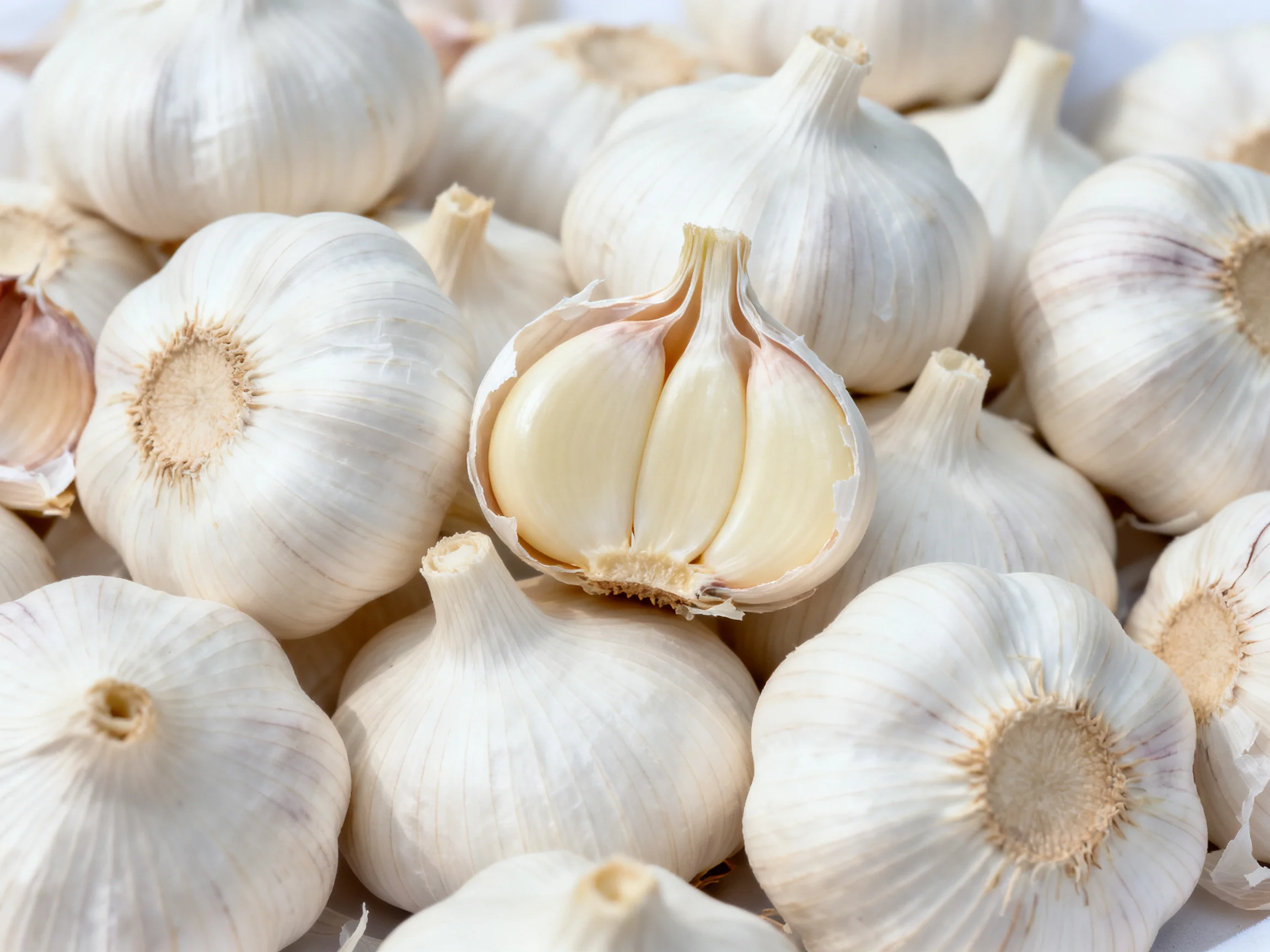 Fresh white garlic bulbs clustered, one halved to show inner cloves
