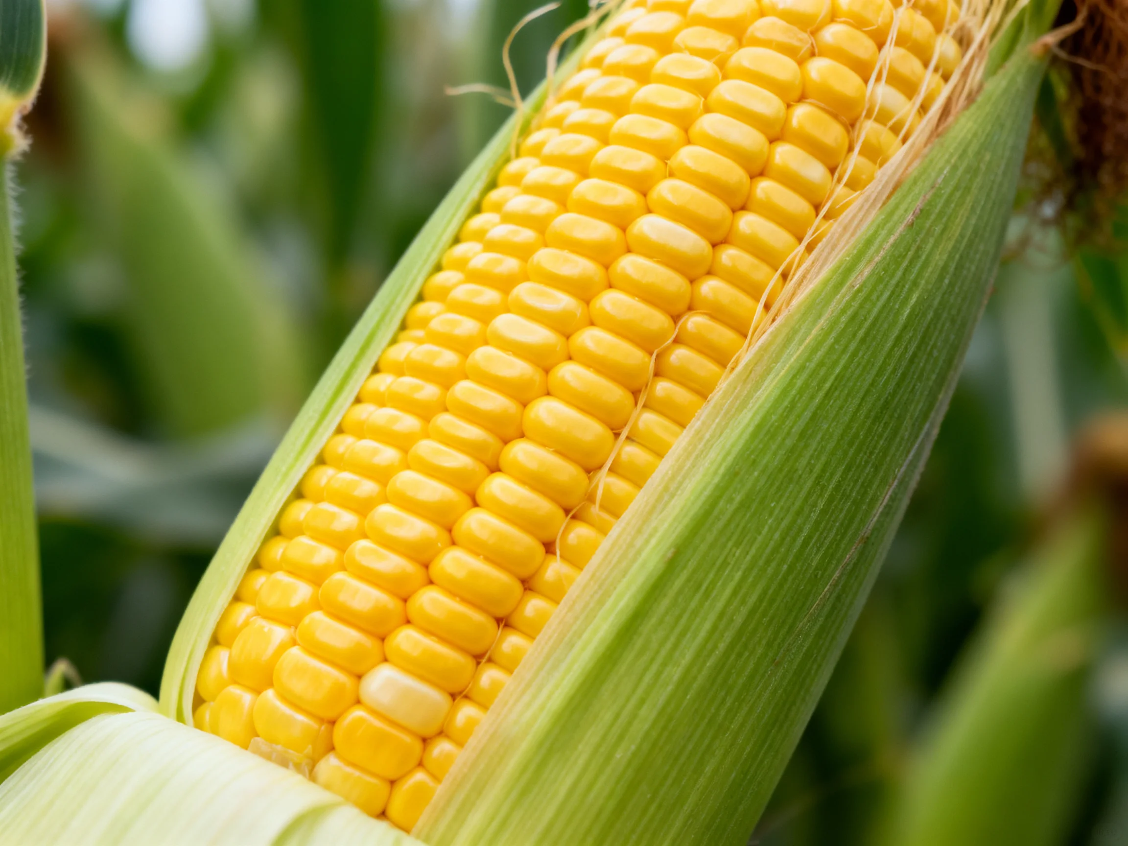 Fresh yellow corn cob with green husk partially exposed