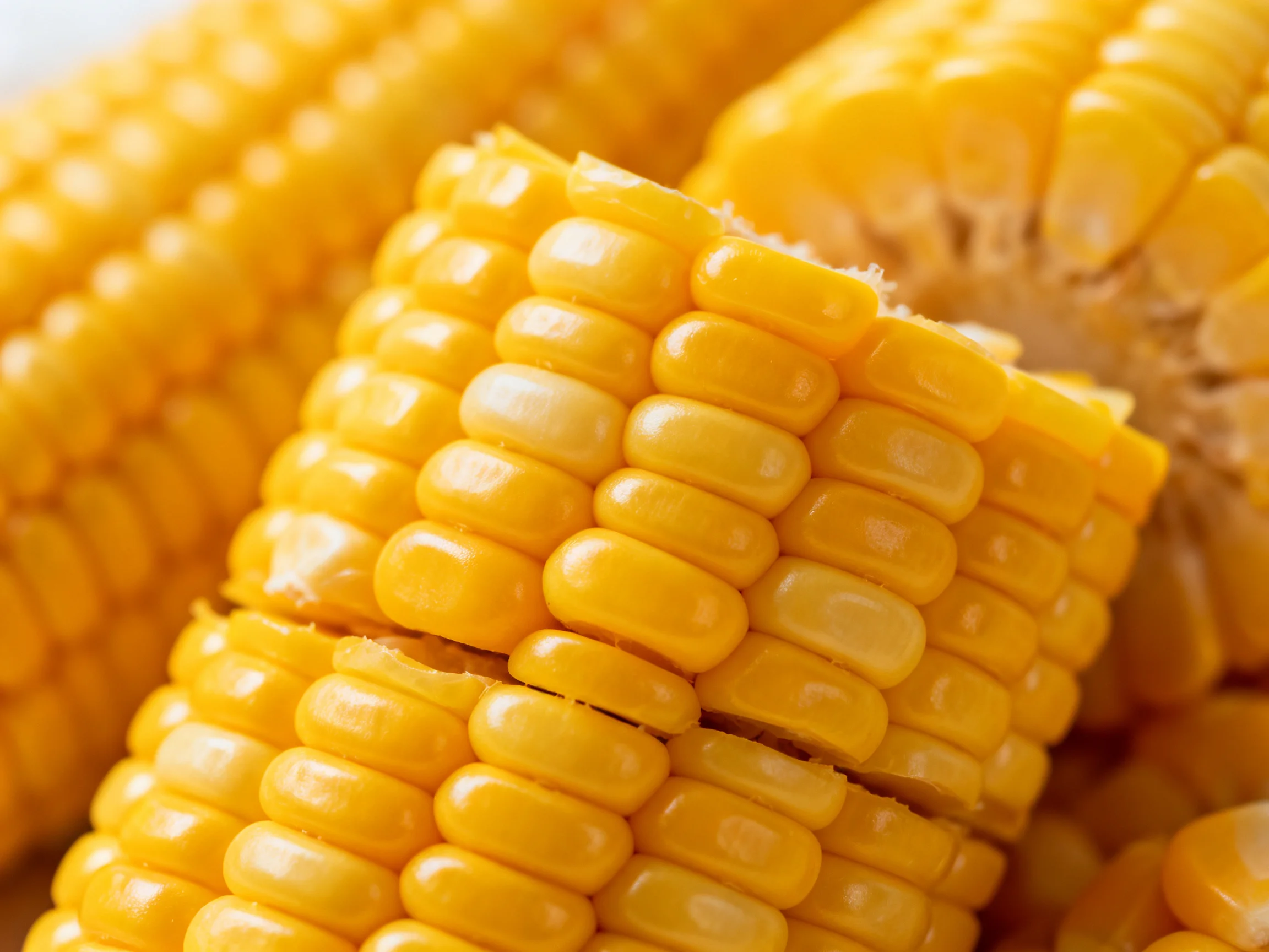 Freshly cooked golden corn cobs displayed closely together
