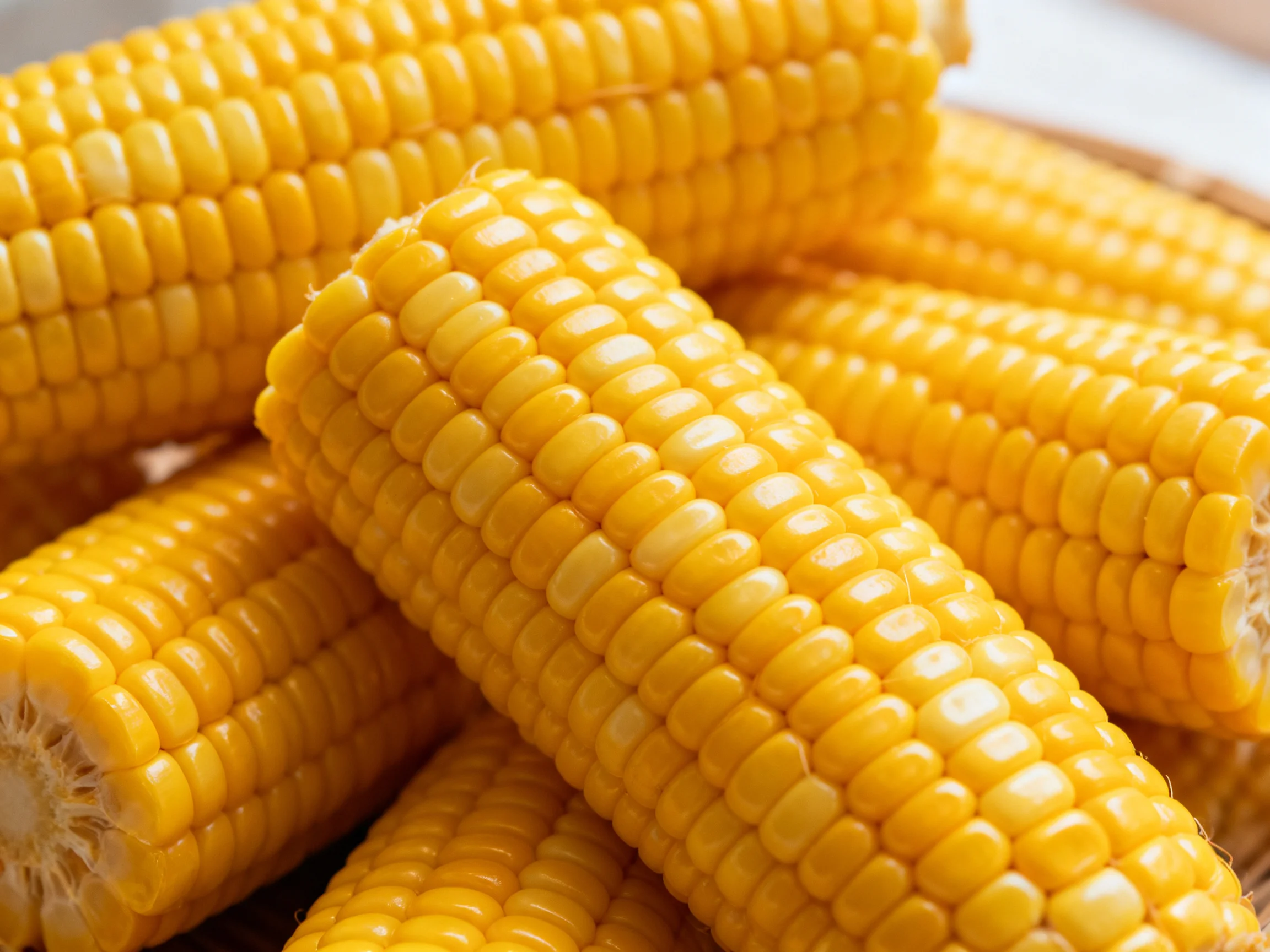 Freshly cooked golden corn cobs piled closely together