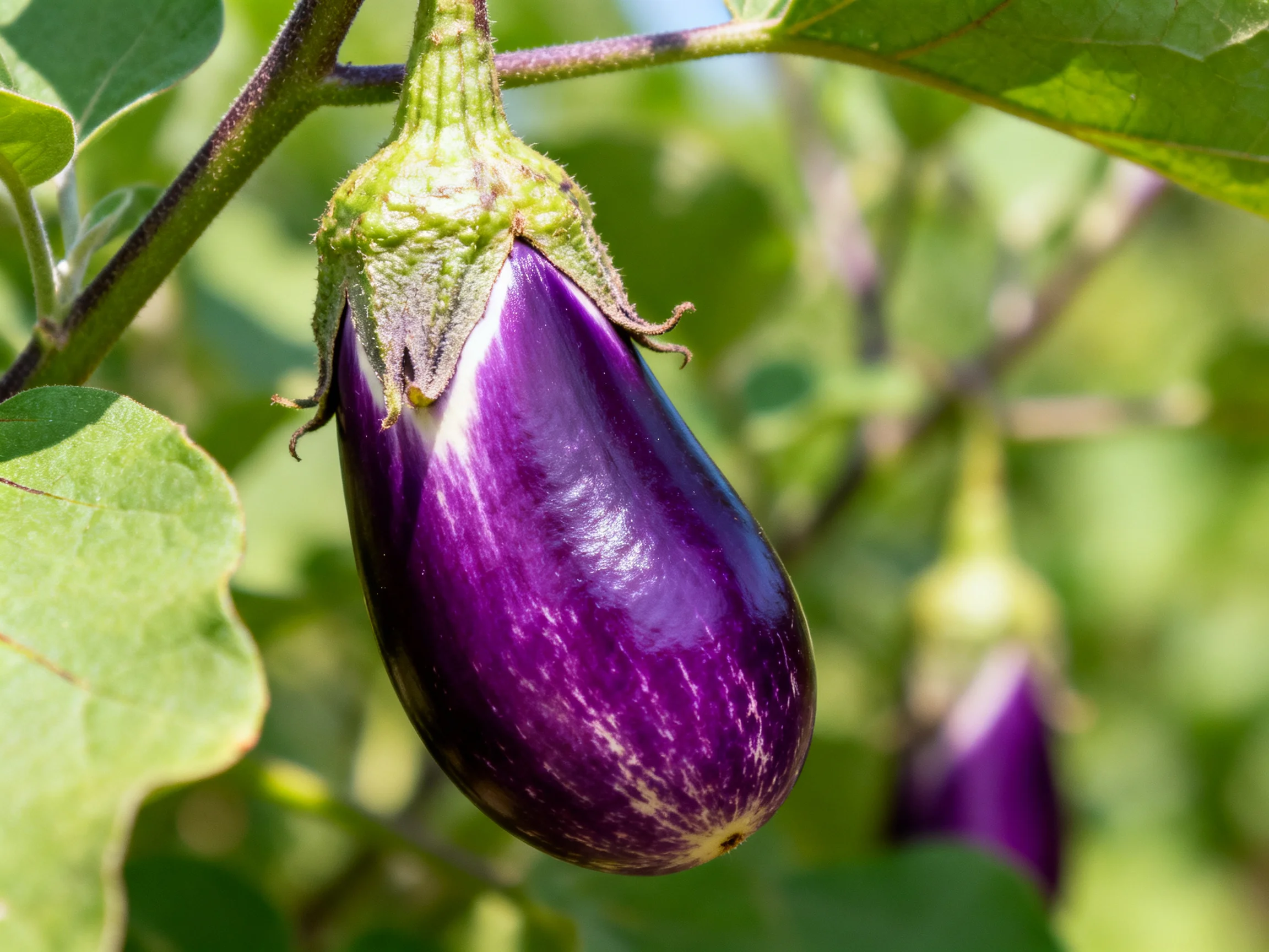 Glossy purple eggplant hangs from leafy green plant