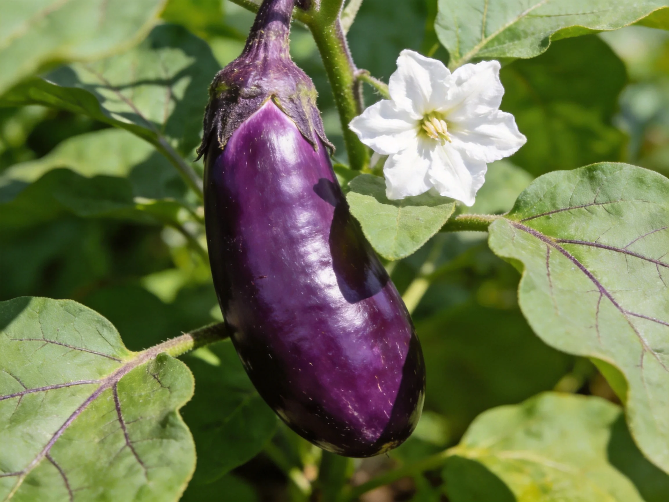 Glossy purple eggplantbeside white flower amid broad green leaves