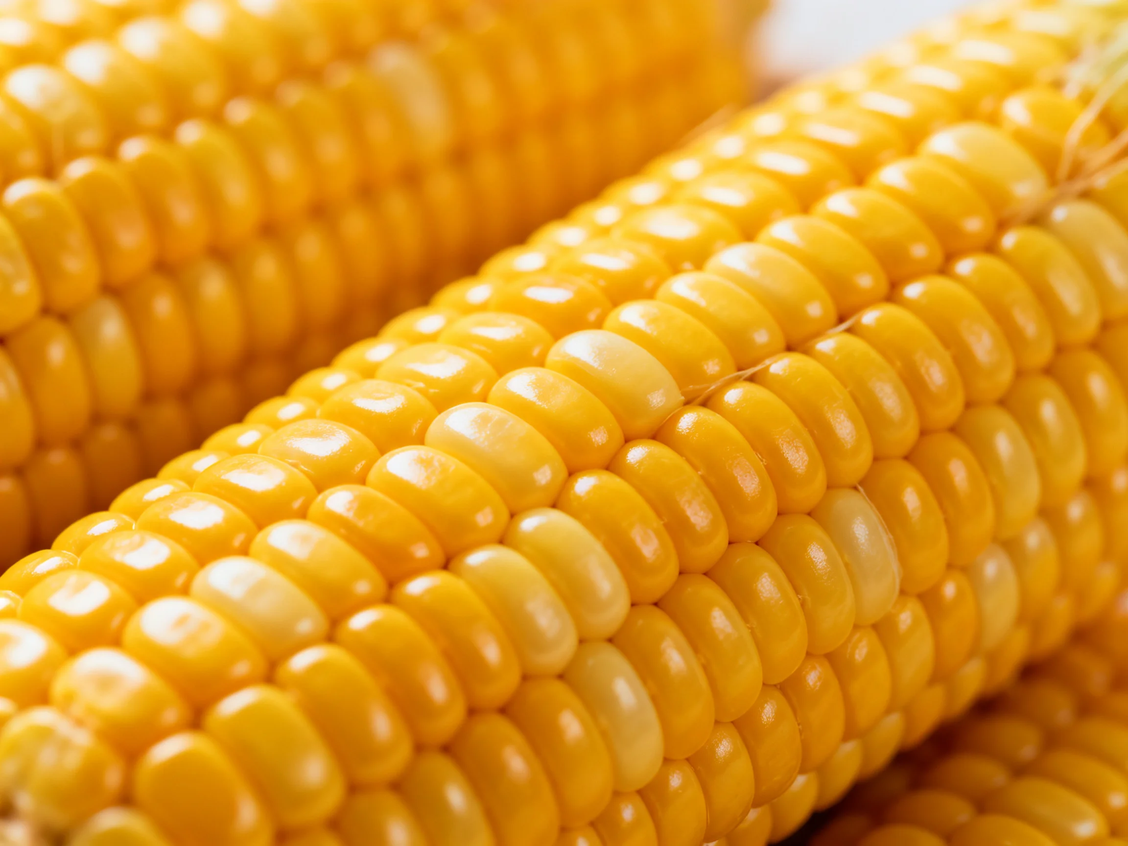 Golden-hued corn cobs with glossy kernels in close-up