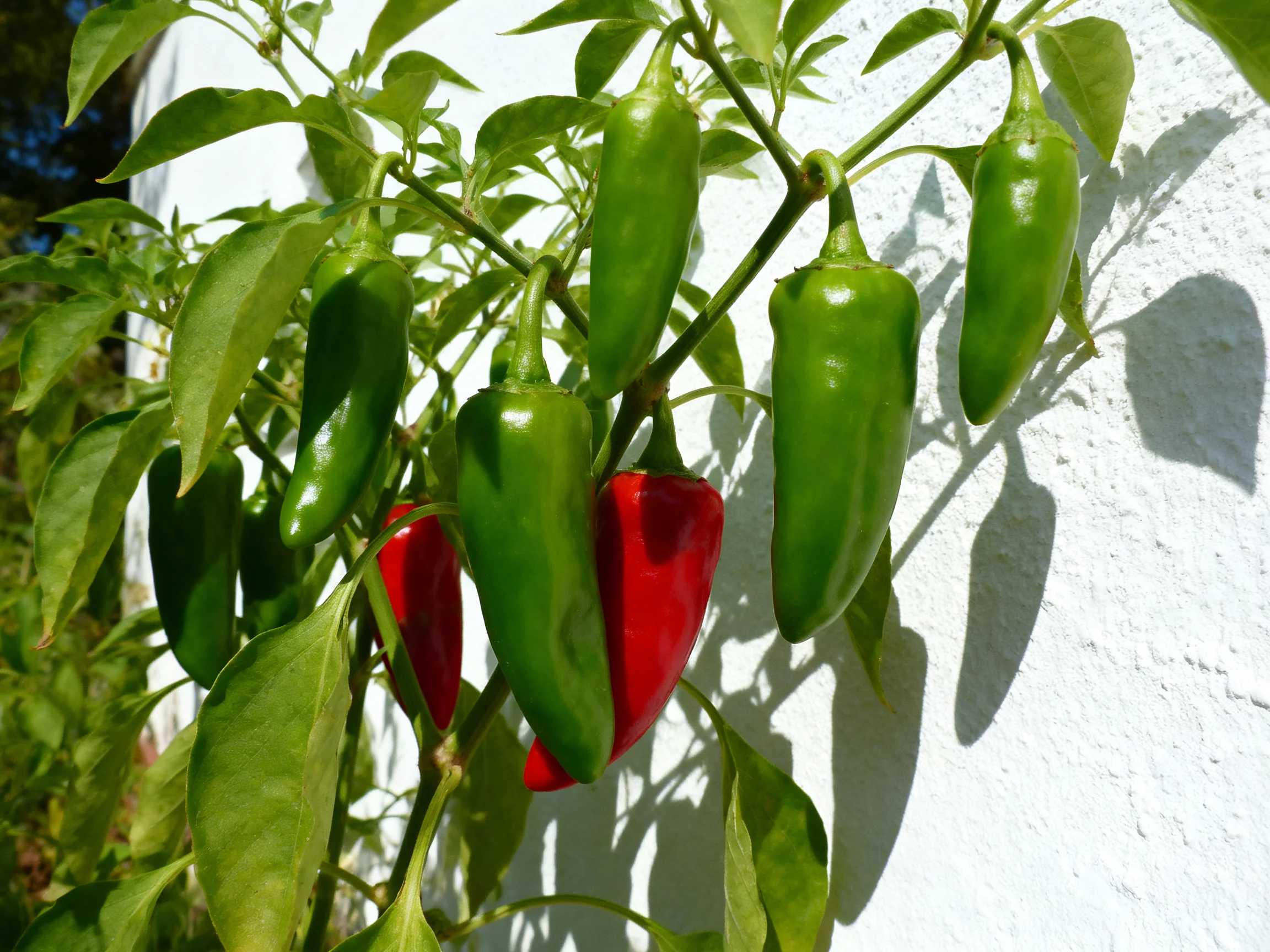 Green and red chili peppers growing on plant against white wall