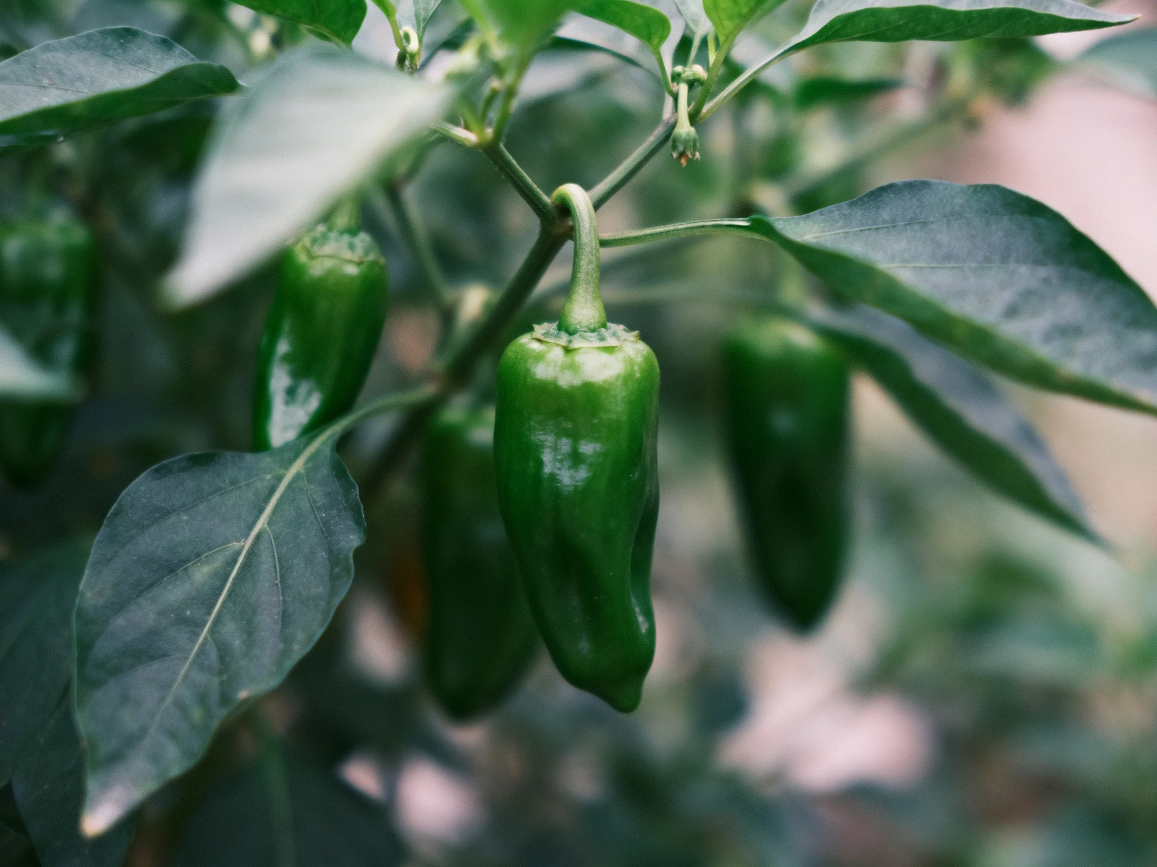 Green chili peppers growing on lush plant with broad dark-green leaves