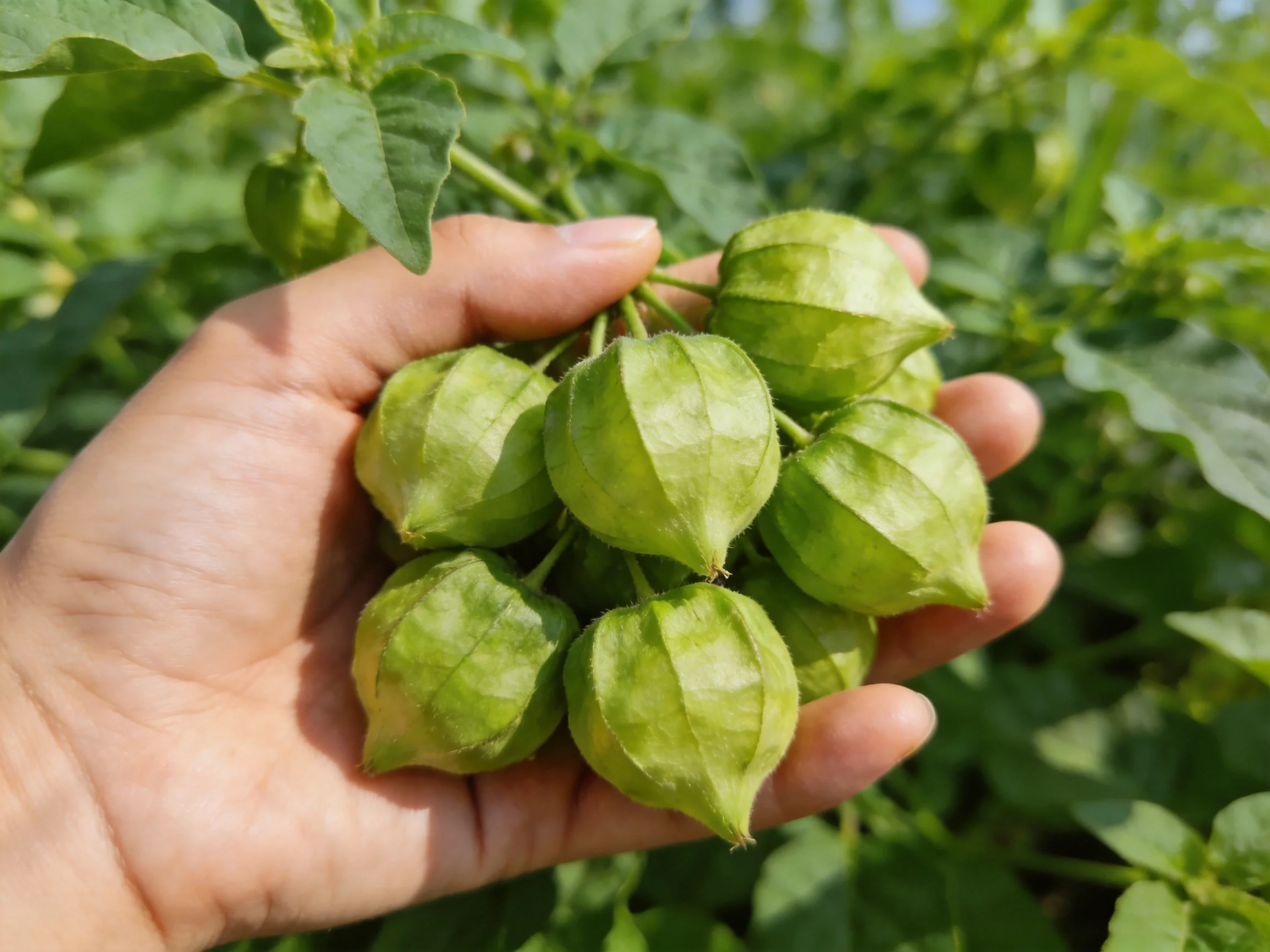 Hand holds cluster of small green lantern - shaped fruits amid leafy plants