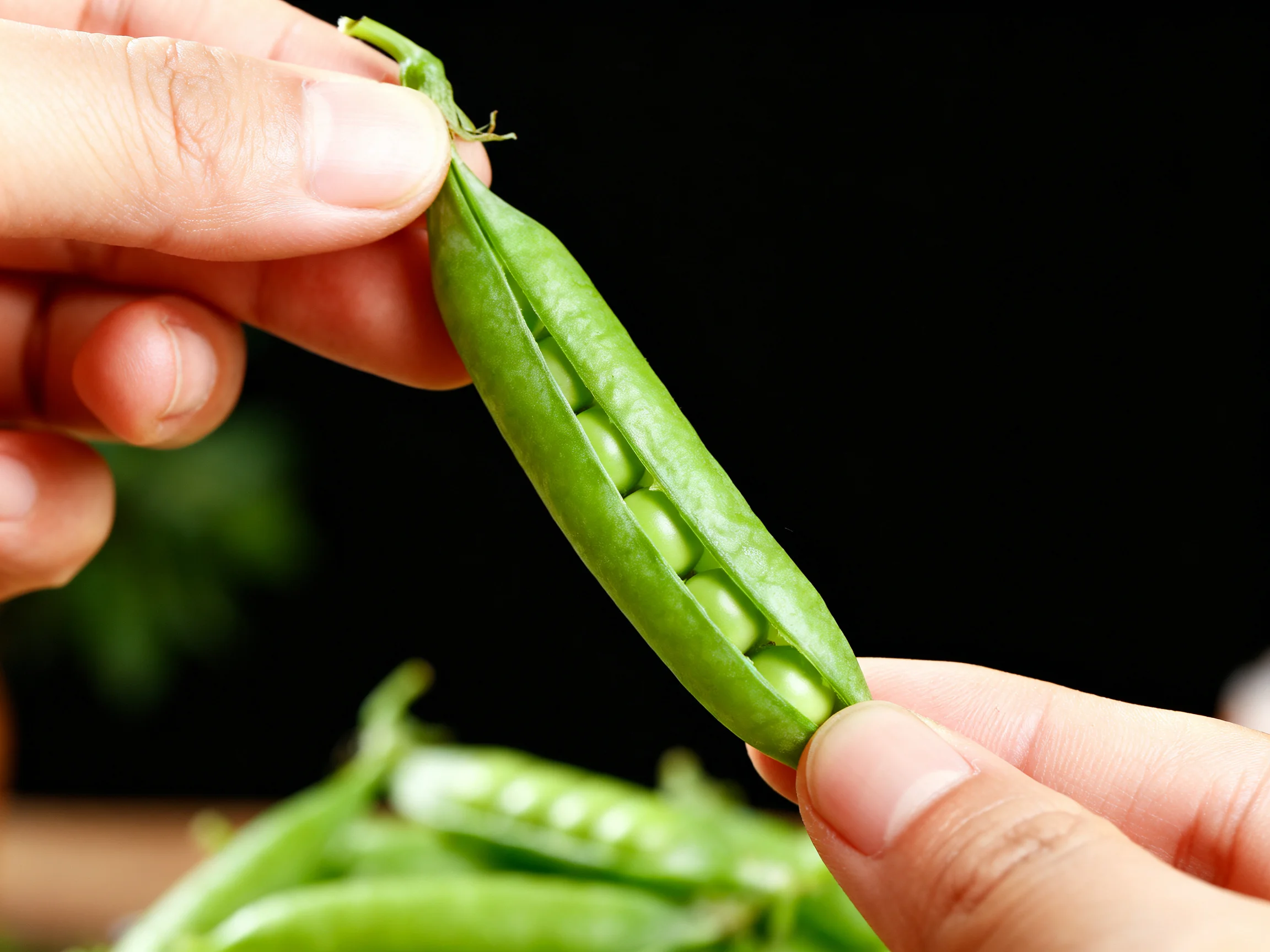 Hands carefully holding a fresh green pea pod with plump peas