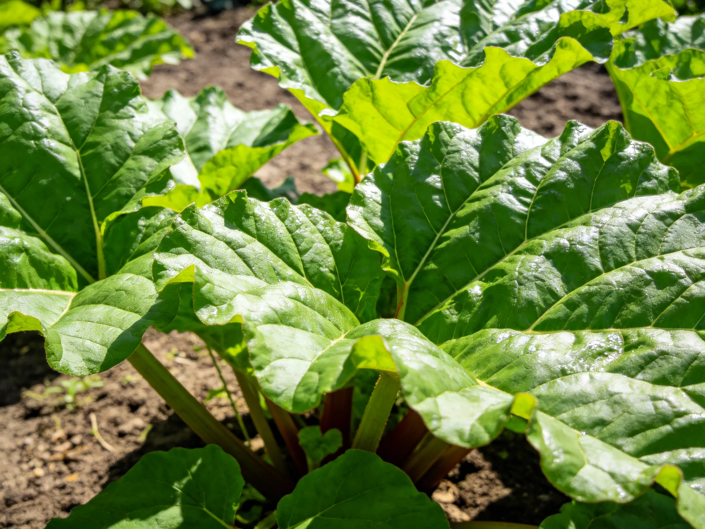 Large glossy green rhubarb leaves growing in garden soil