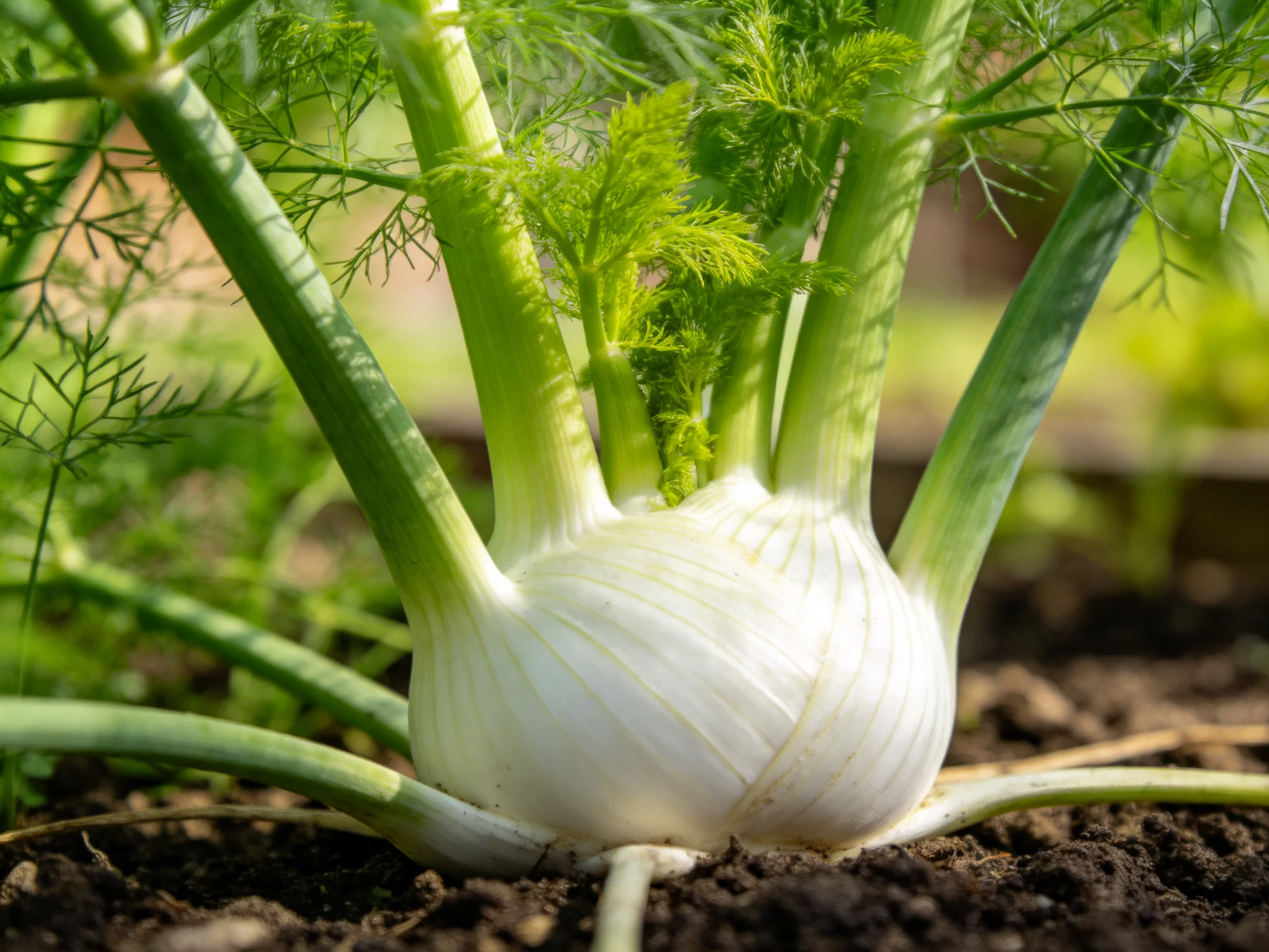 Large white fennel bulb with vibrant green foliage