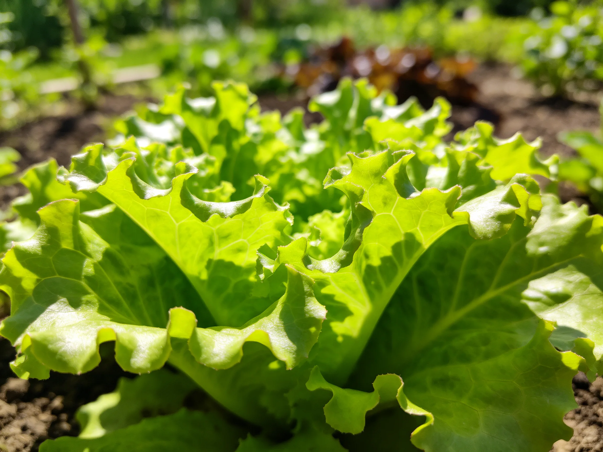 Lush Green Ruffled Lettuce Plants Thriving in Sunlit Garden