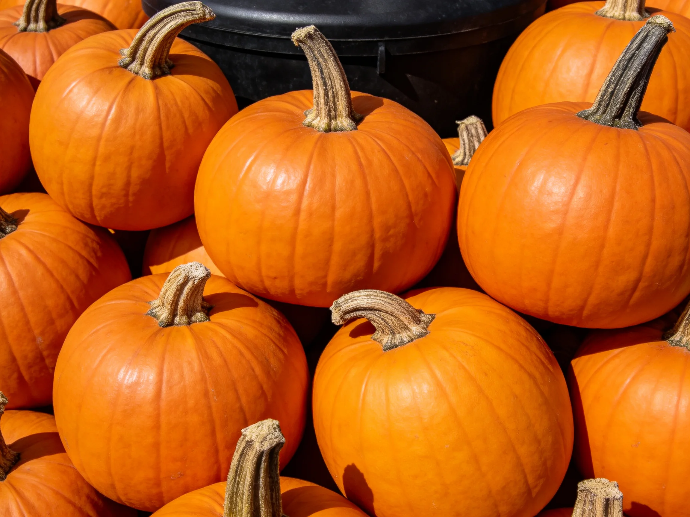 Many bright orange pumpkins stacked closely together
