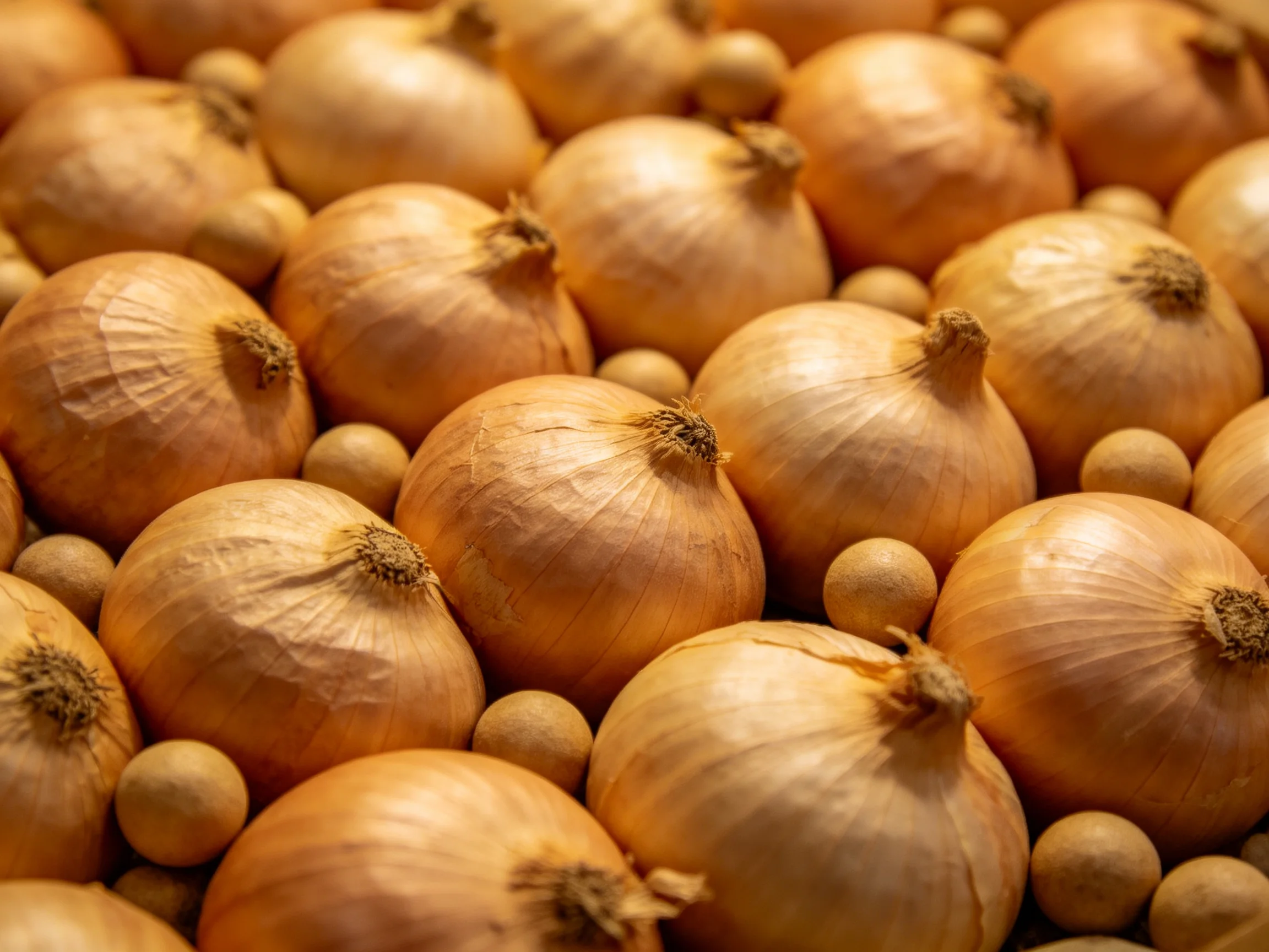 Many golden onions grouped with small round vegetables