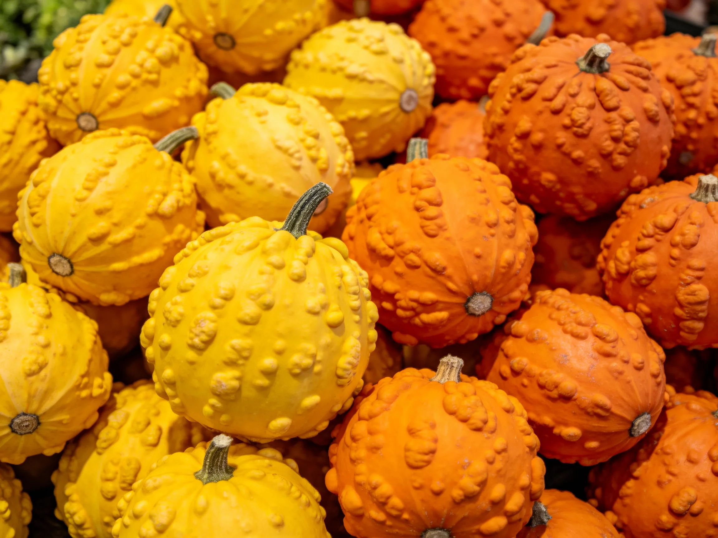 Many small bumpy yellow and orange gourds clustered together