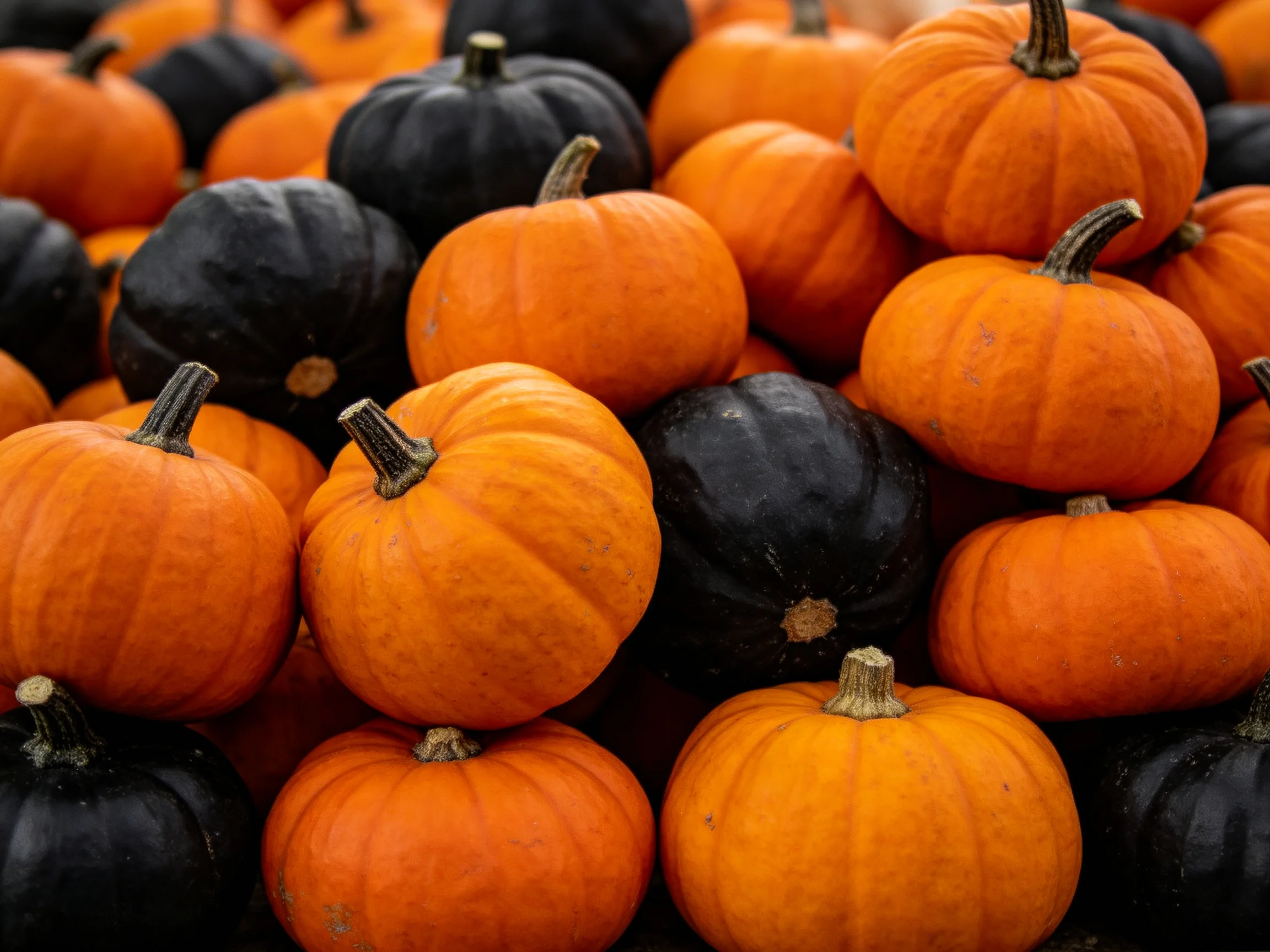 Many small orange and black pumpkins arranged densely together