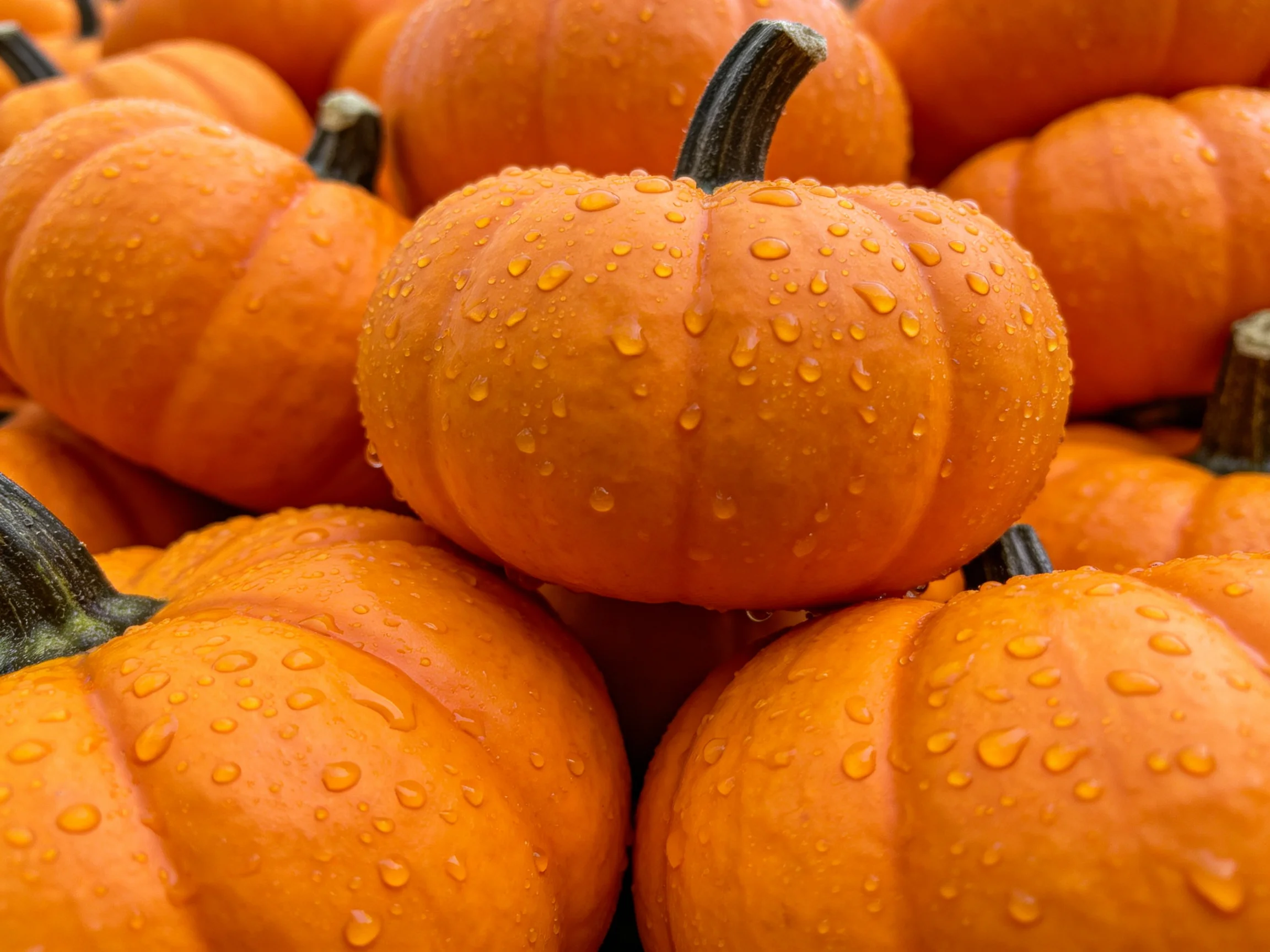 Many small orange pumpkins with water droplets stacked closely