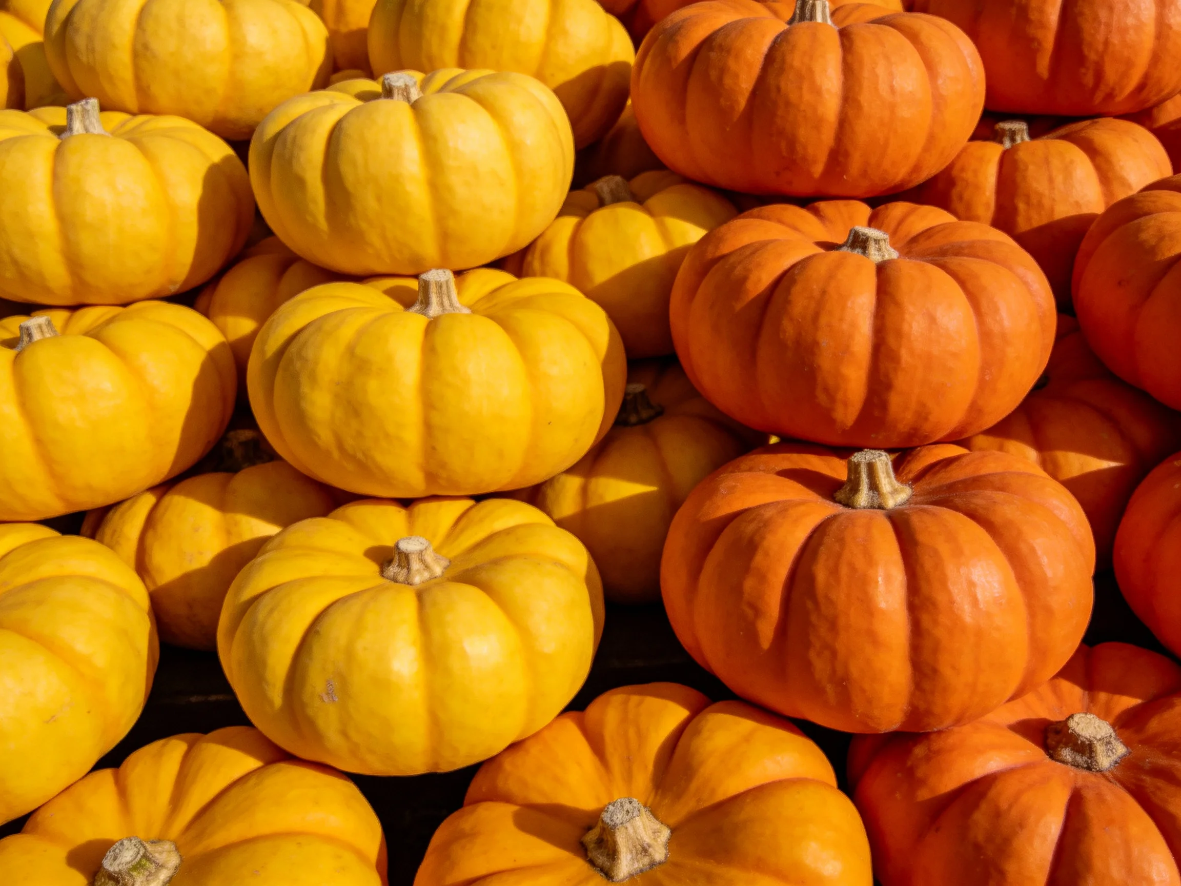 Many small yellow and orange pumpkins stacked closely together