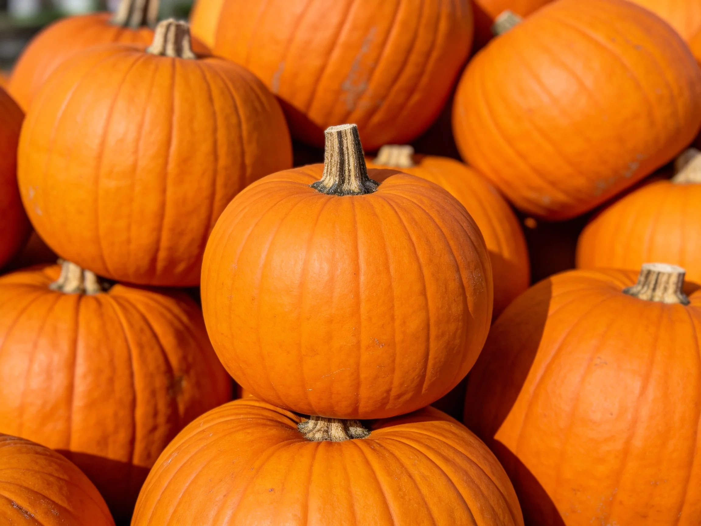 Many vibrant orange pumpkins stacked closely in an outdoor display