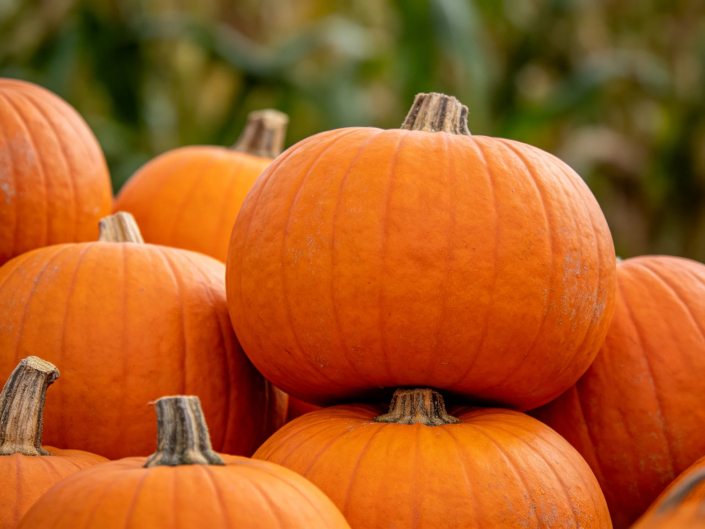 Many vibrant orange pumpkins stacked closely outdoors