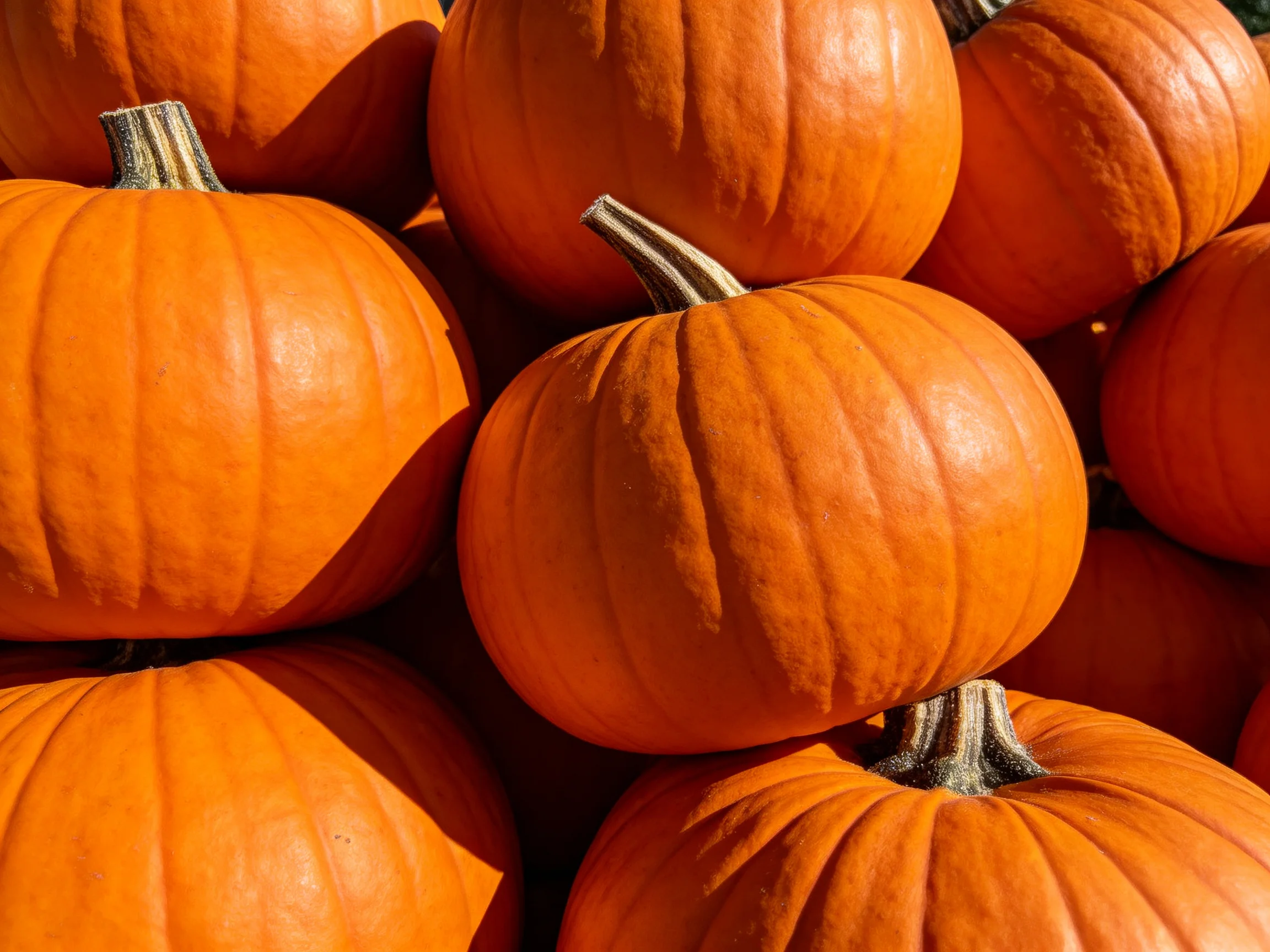 Multiple bright orange pumpkins stacked densely in natural sunlight