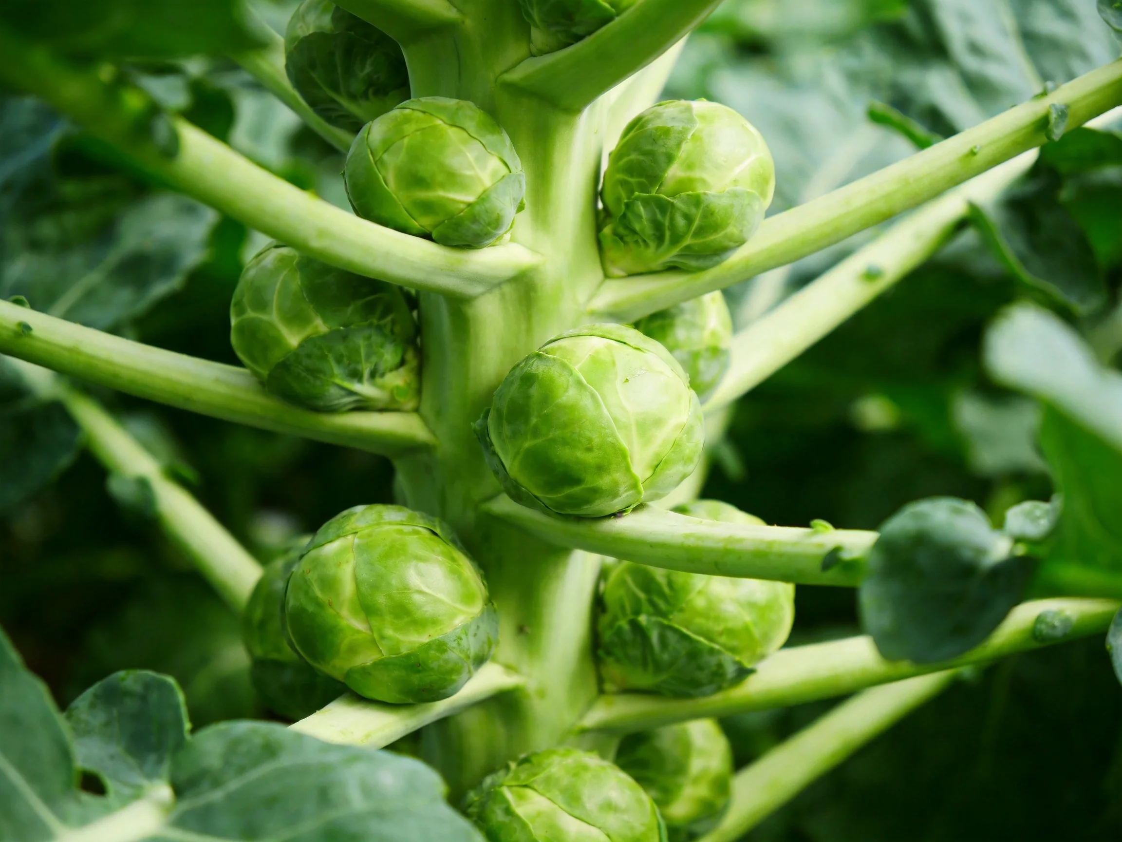 Multiple fresh Brussels sprouts clustered along a thick green plant stem