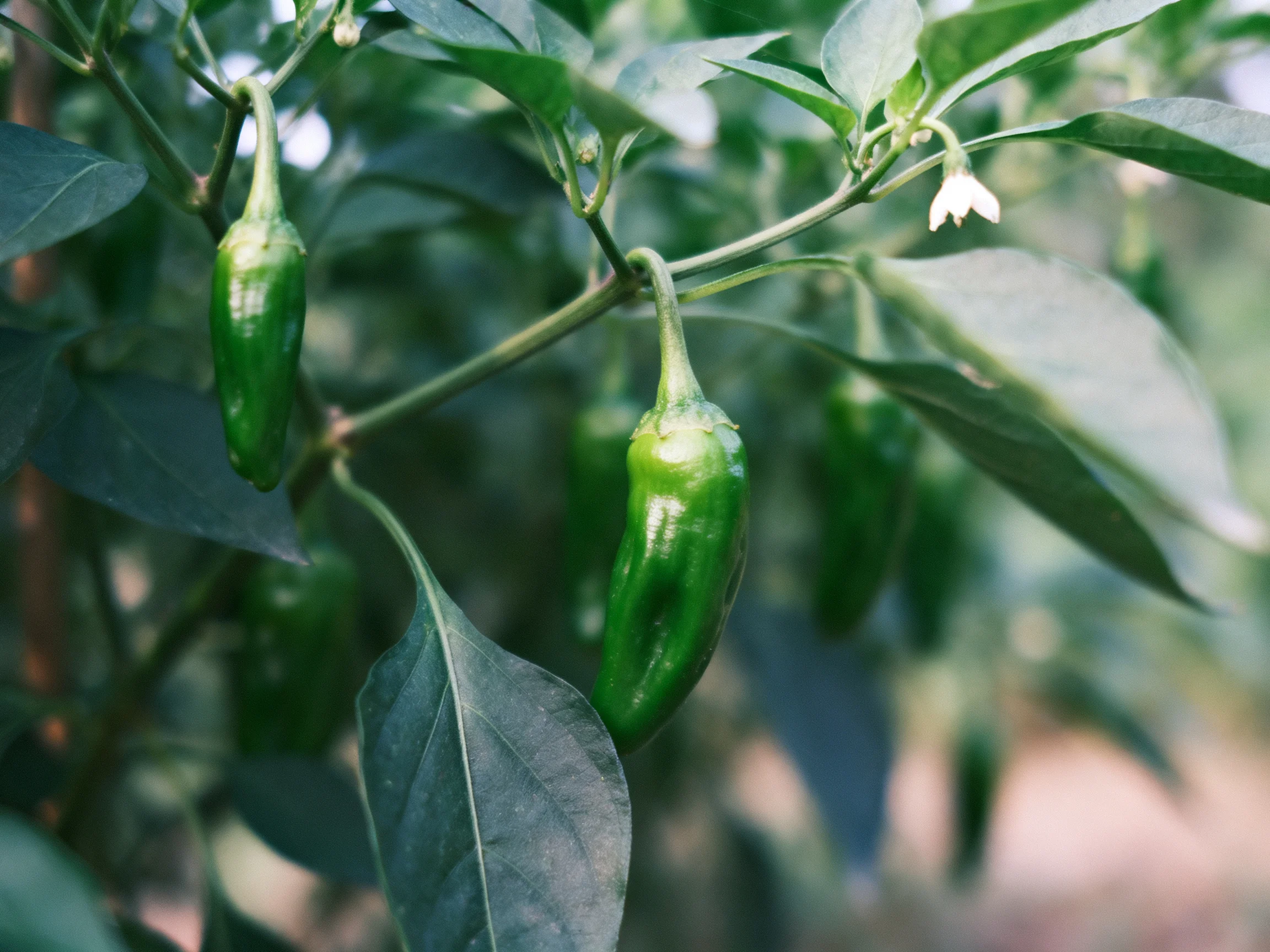 Multiple green chili peppers growing on a leafy plant with broad leaves