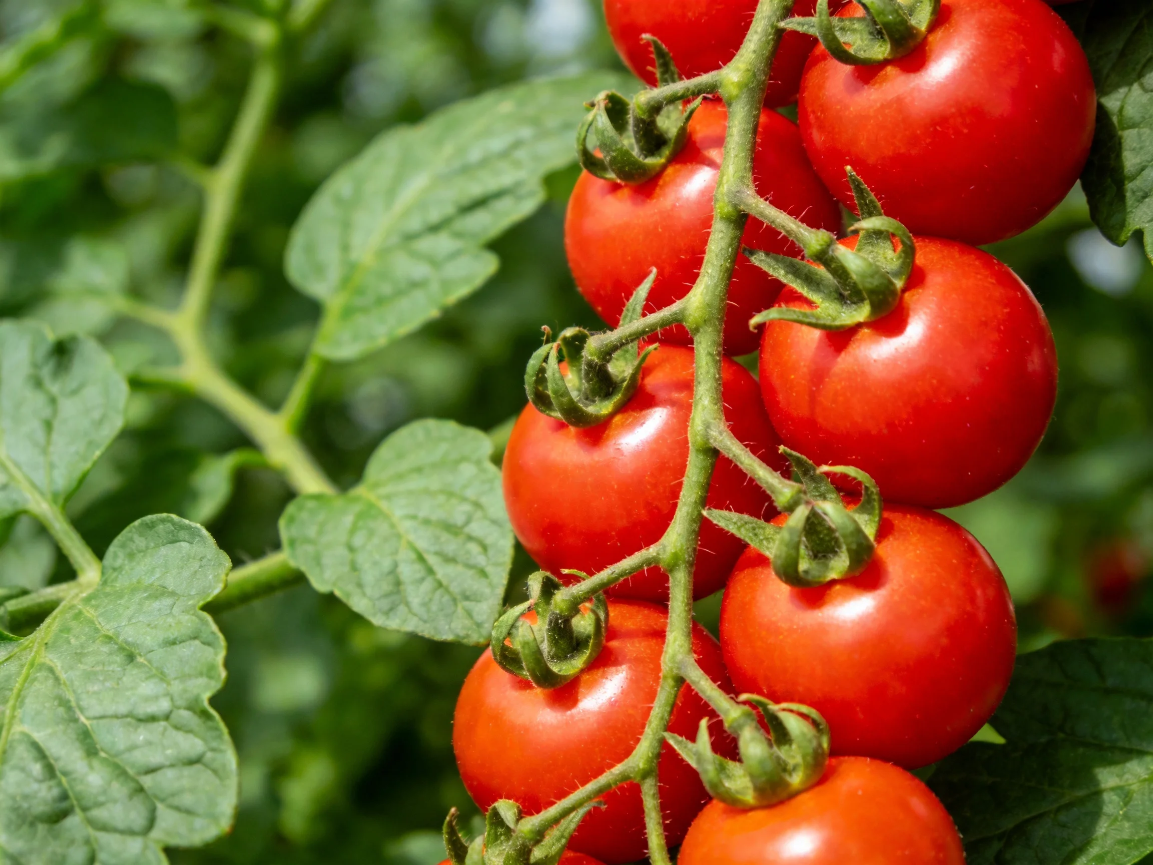 Nine vibrant red cherry tomatoes clustered on green vine with leafy foliage