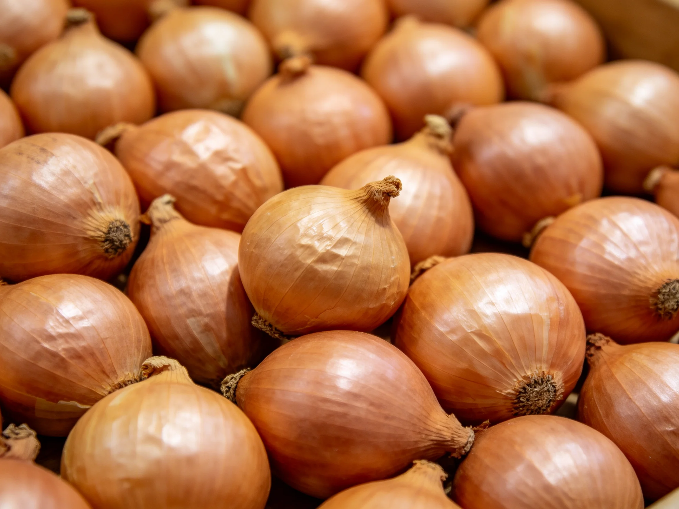 Numerous brown onions densely arranged in a close-up perspective