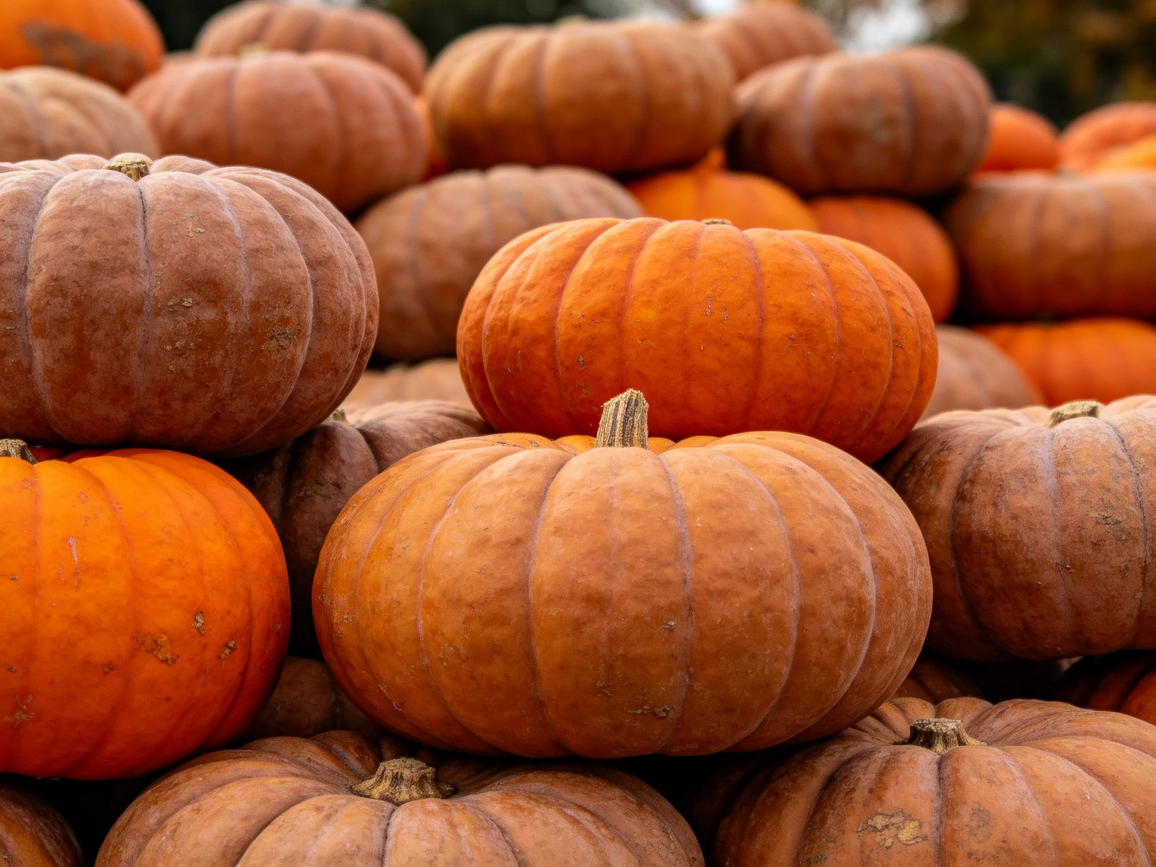 Numerous pumpkins stacked in varied orange and brown tones