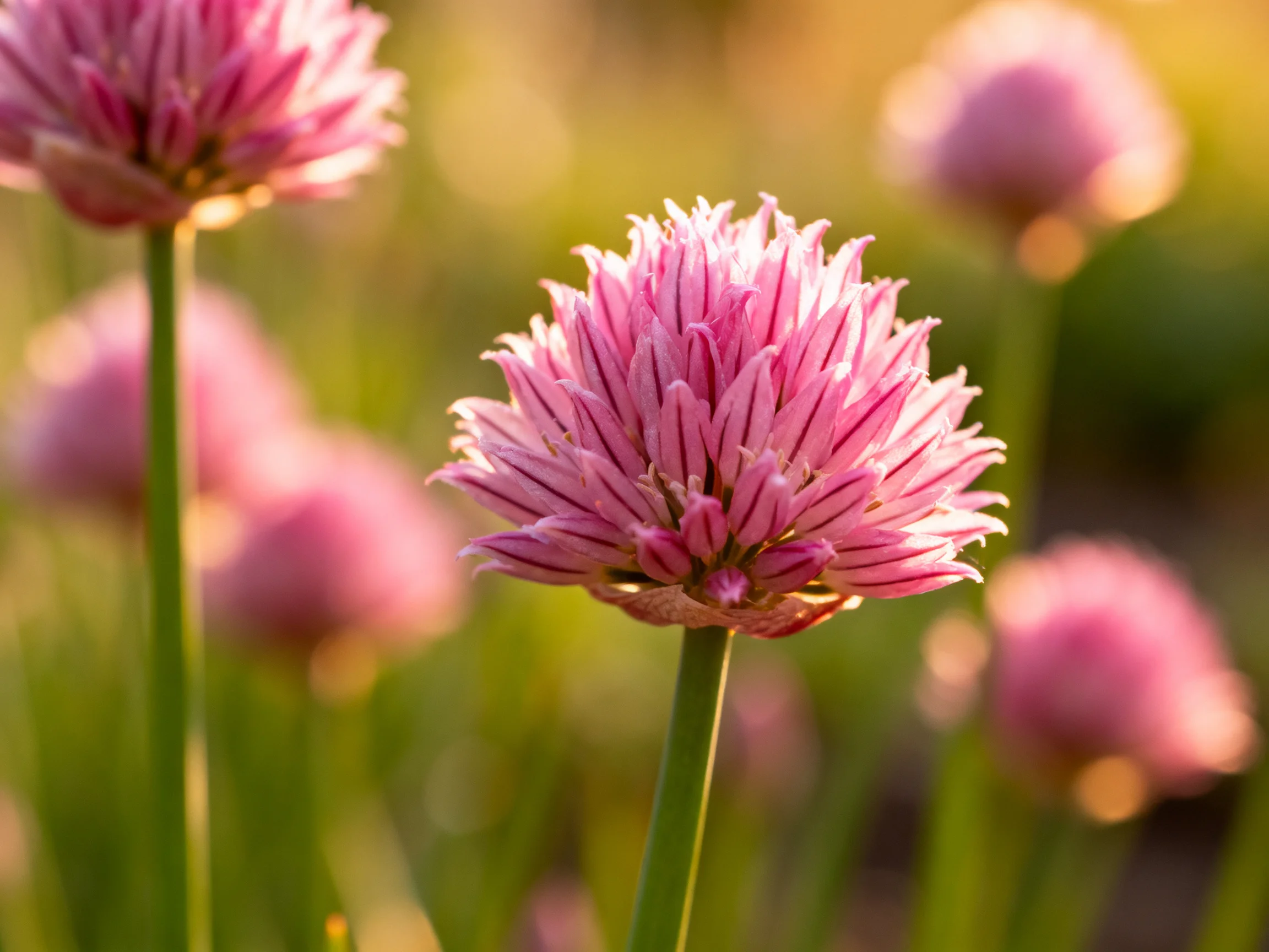 Pink chive flowers bloom vibrantly against a softly blurred green backdrop