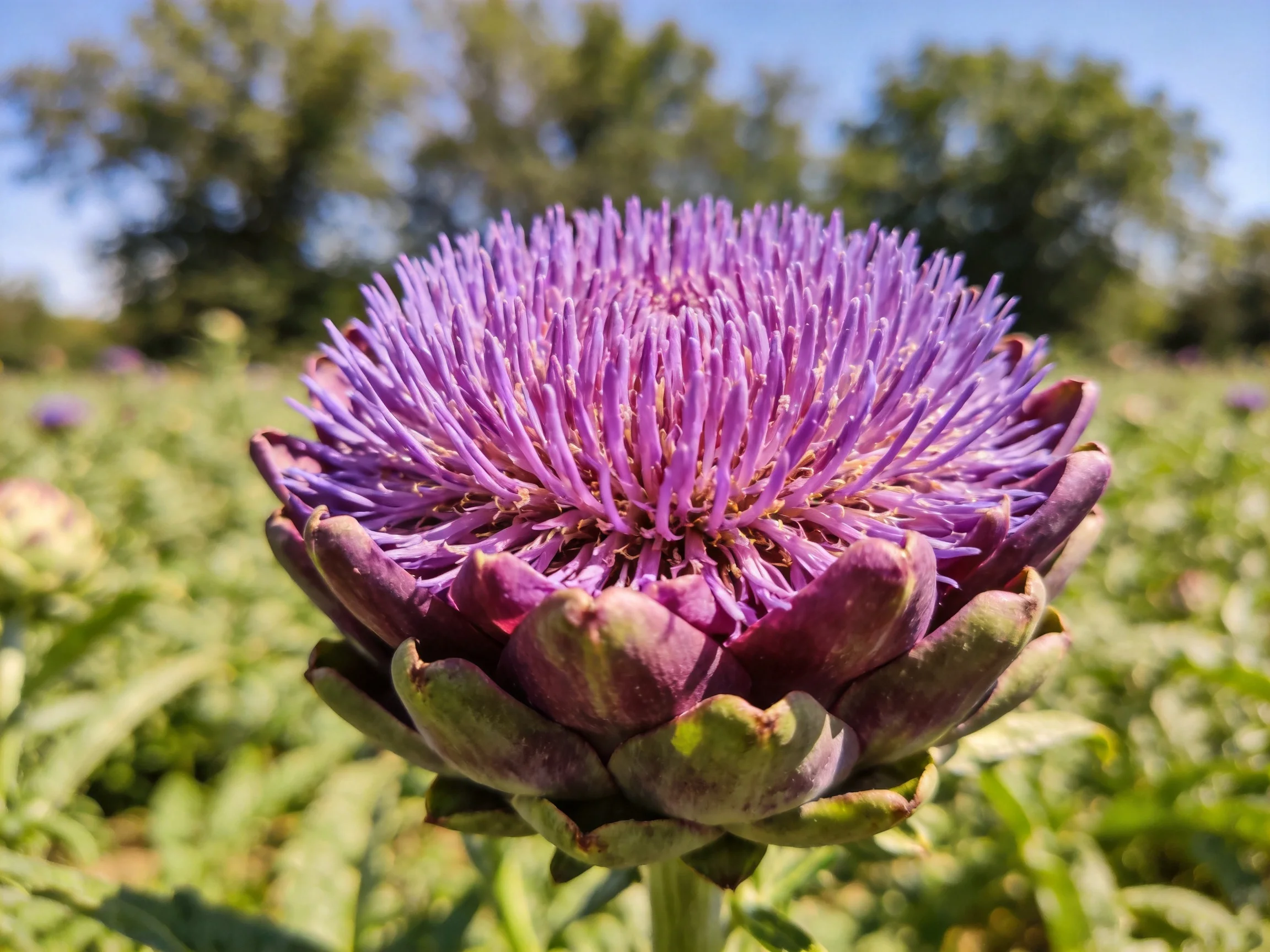 Purple artichoke flower head blooming in a sun-drenched garden