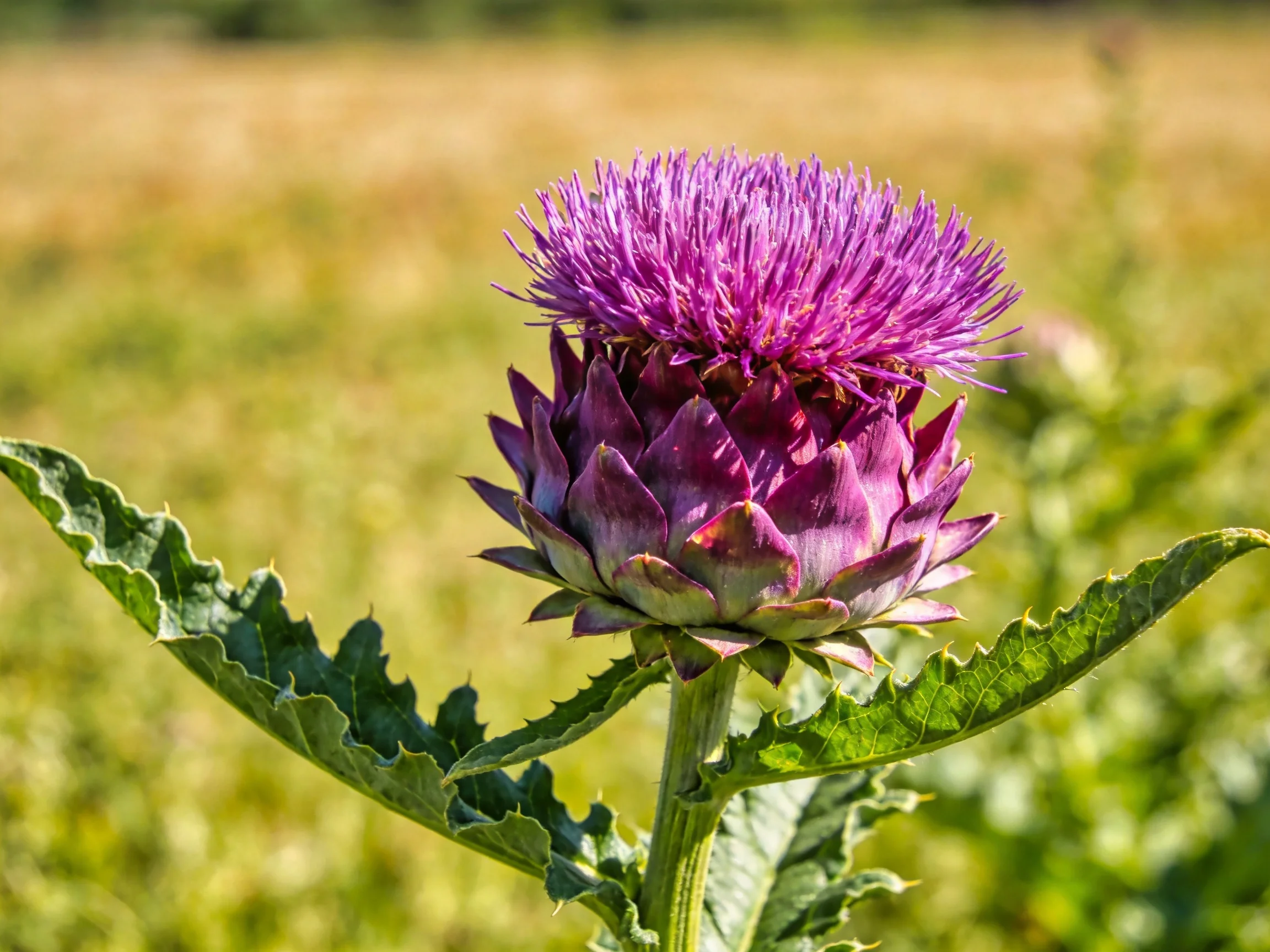 Purple artichoke flower with spiky petals and green leaves in a sunlit meadow