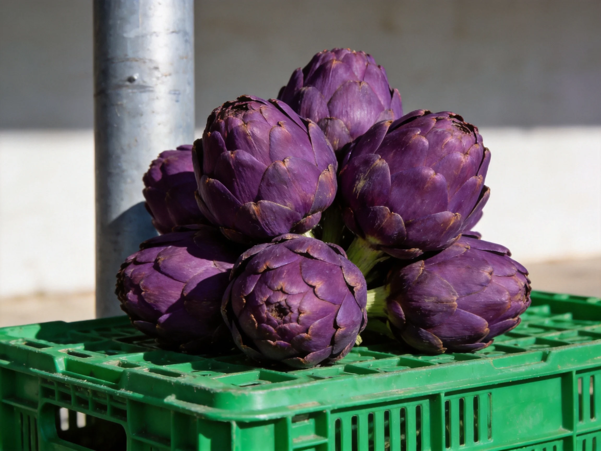 Purple artichokes piled high on a green plastic crate outdoors