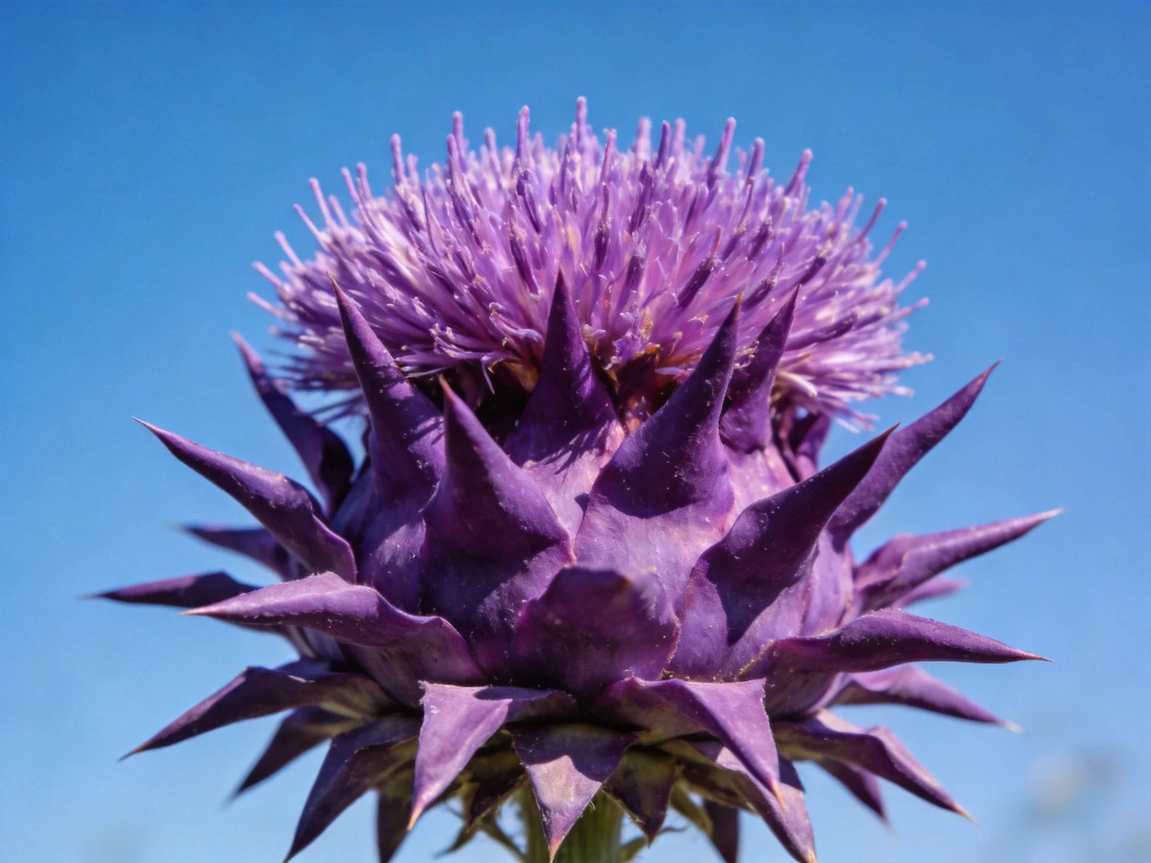 Purple thistle with spiky bracts and dense florets against clear blue sky