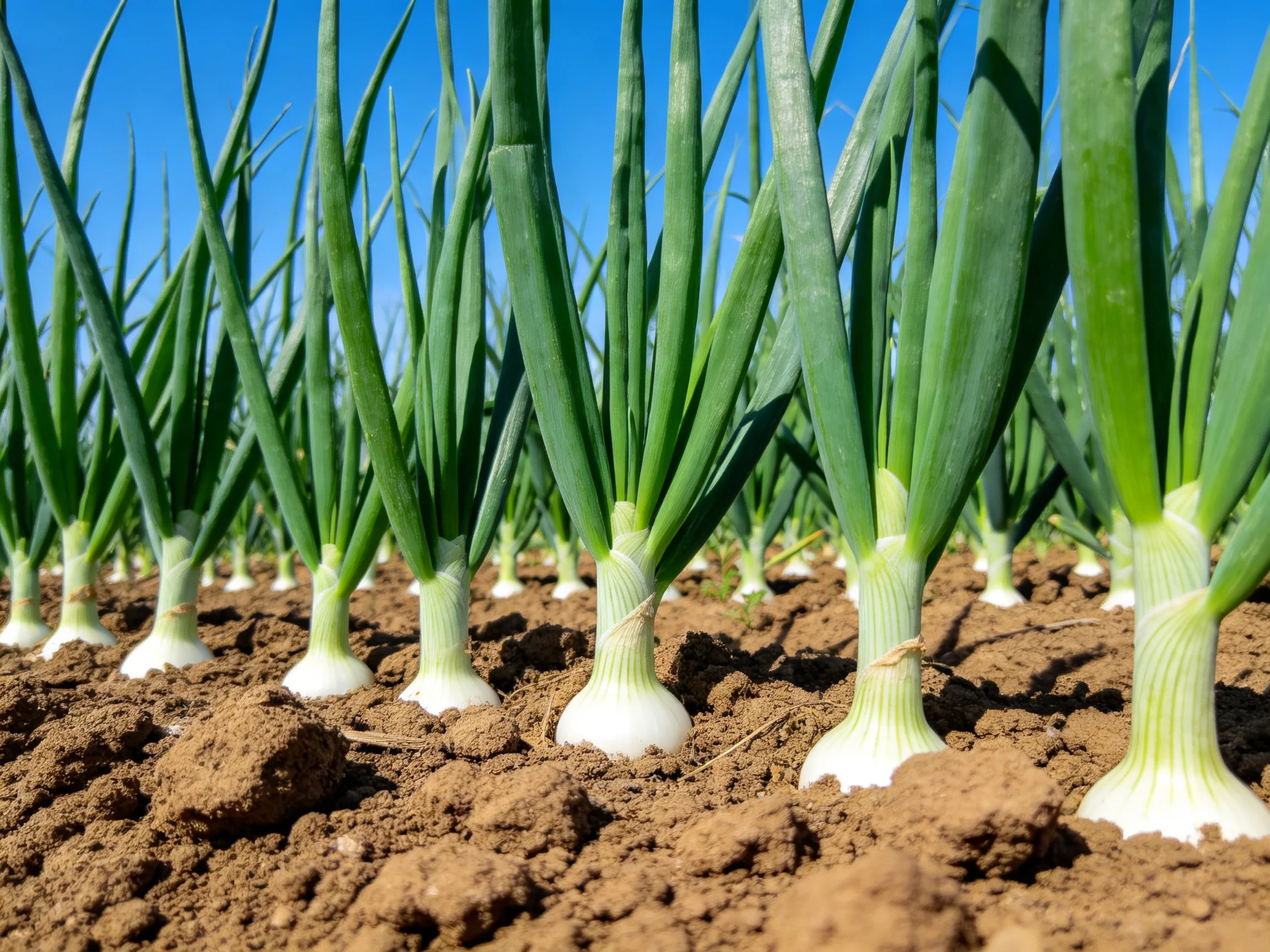 Rows of vibrant green onions planted in fertile brown soil beneath bright blue sky