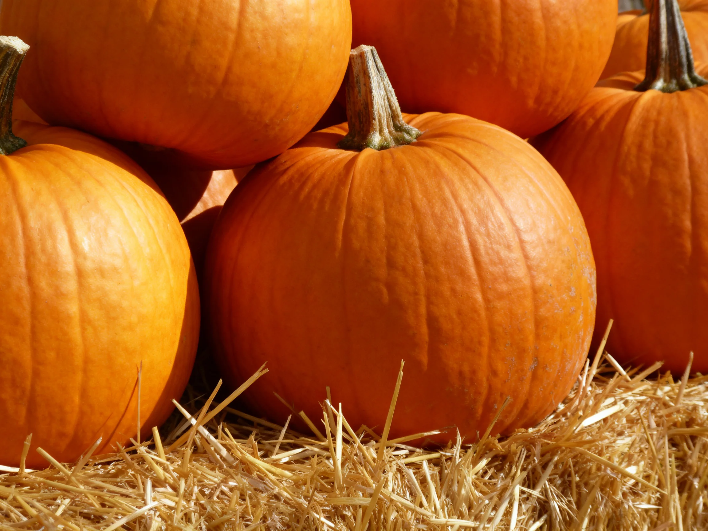 Several bright orange pumpkins stacked atop golden straw bales
