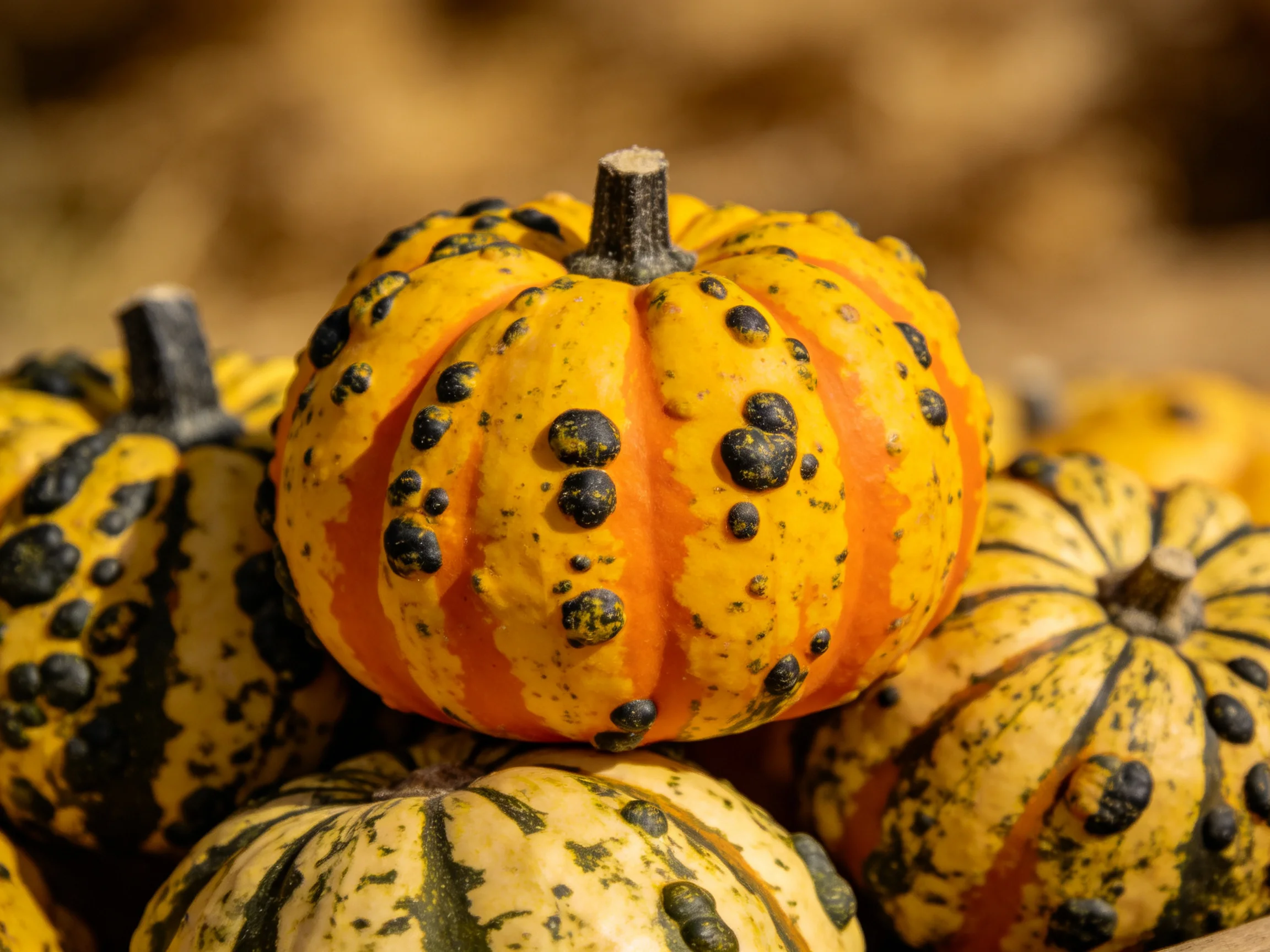 Several small orange-yellow gourds with black spots stacked together