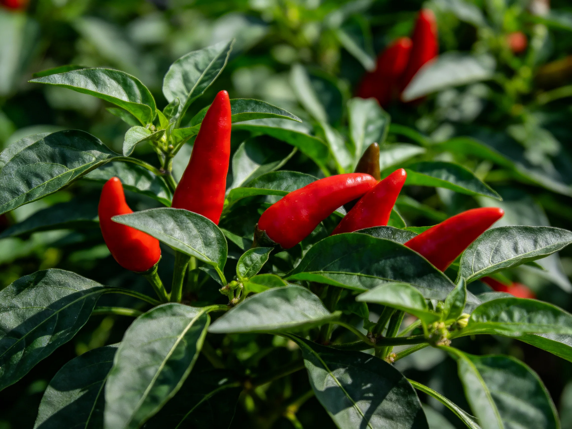 Several vibrant red chili peppers growing among lush green foliage in a sunny garden setting