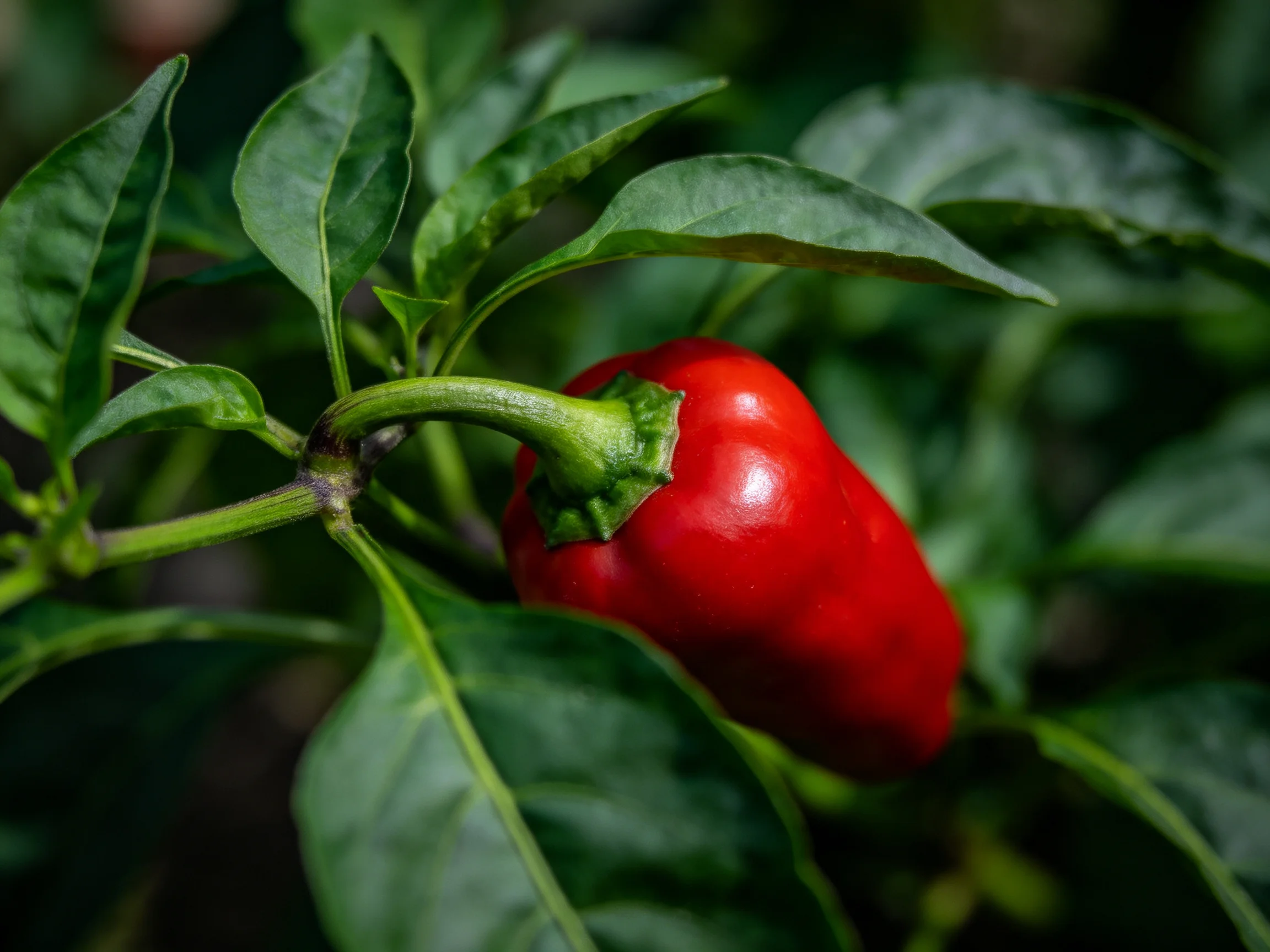 Single bright red bell pepper nestled amid large green leaves
