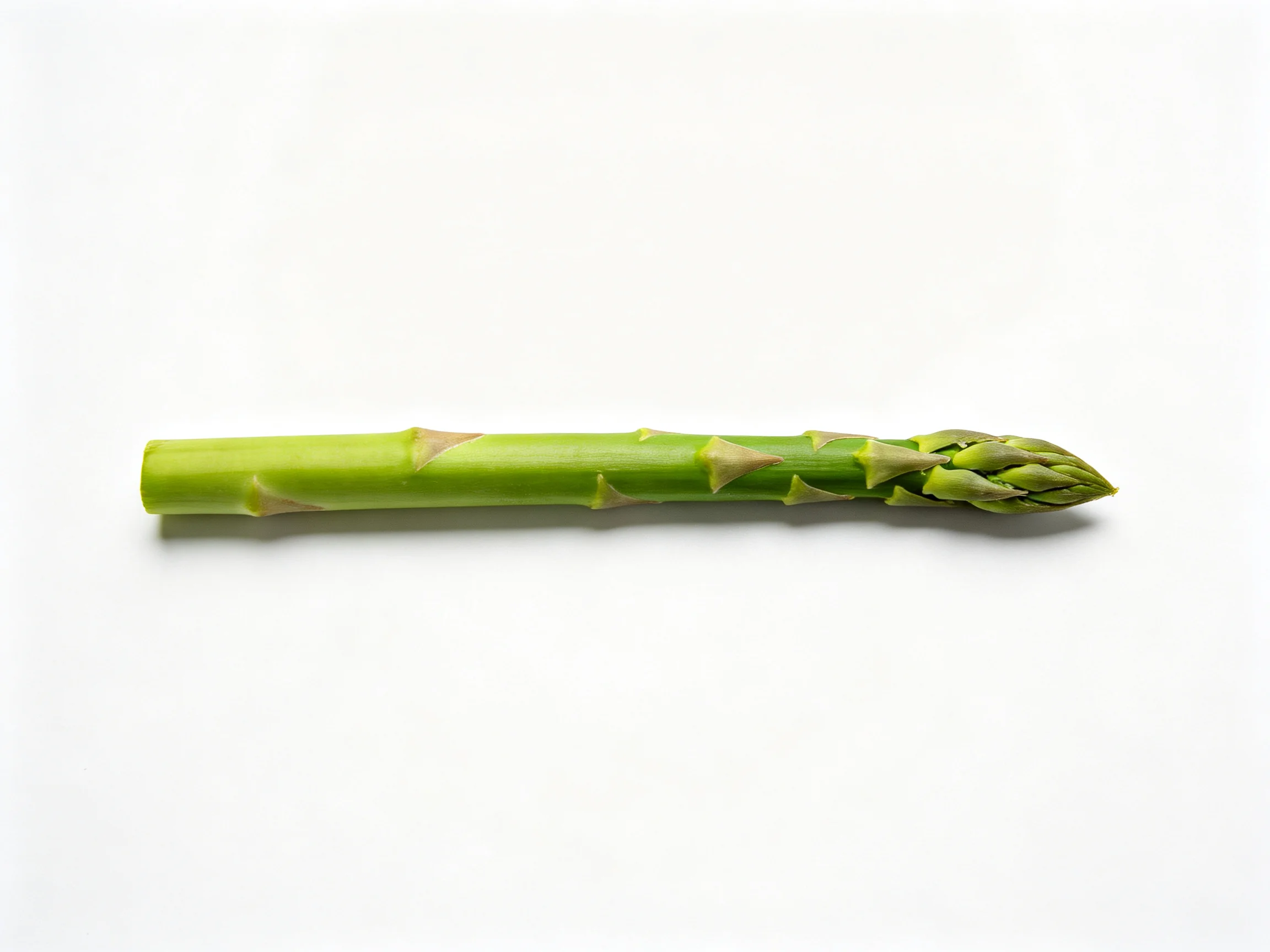 Single fresh green asparagus spear centered on a white background