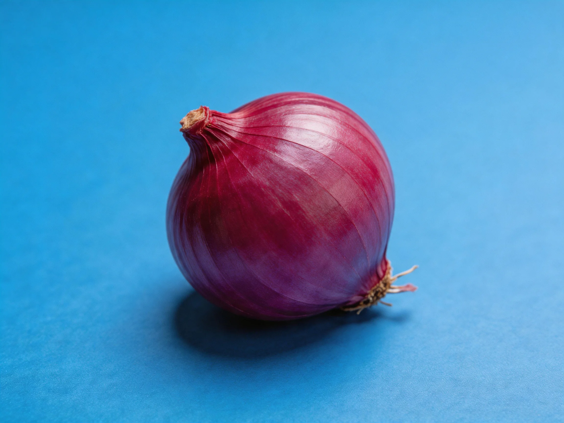 Single red onion centered on solid blue surface