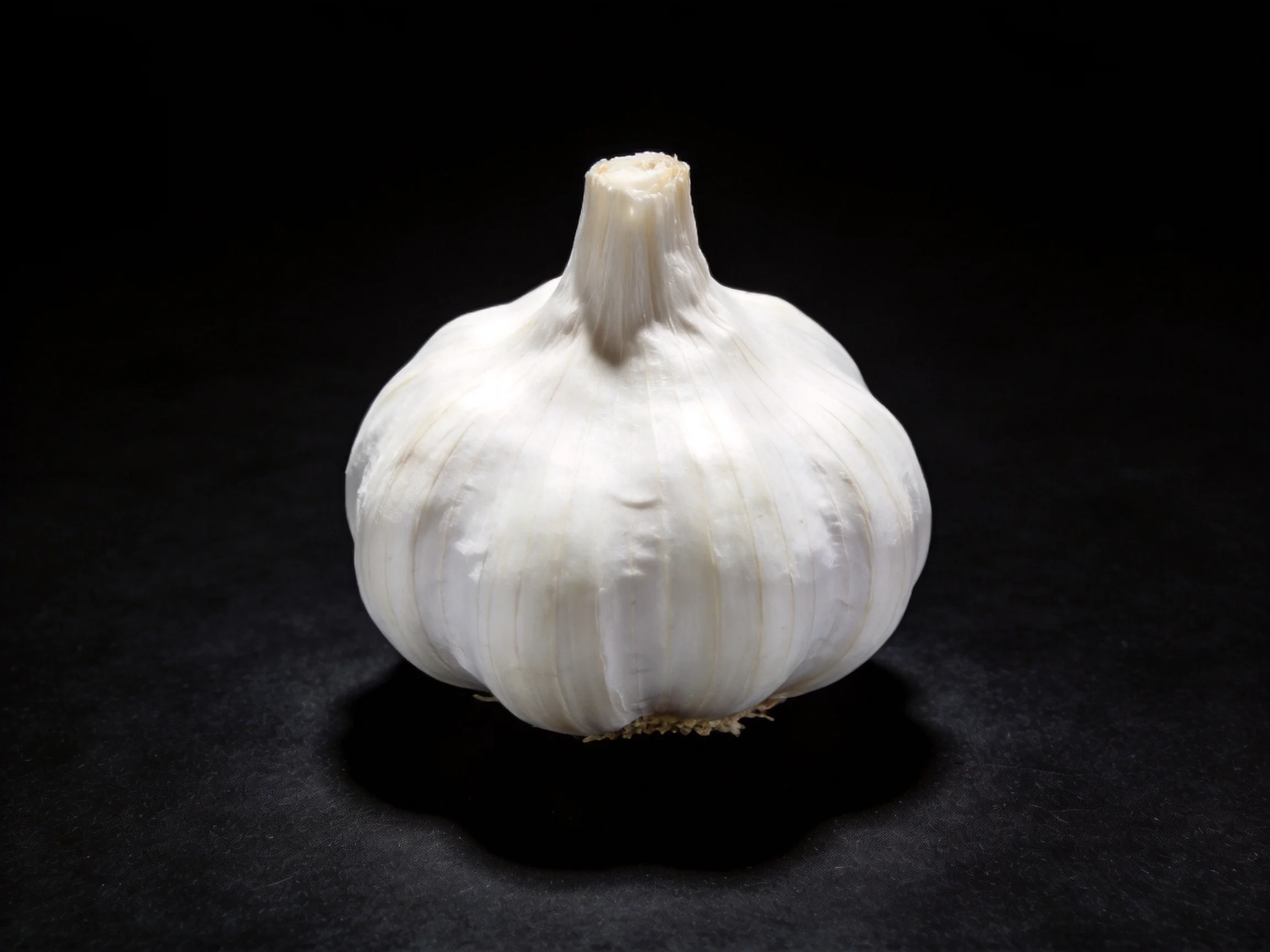 Single white garlic bulb centered against a solid black background