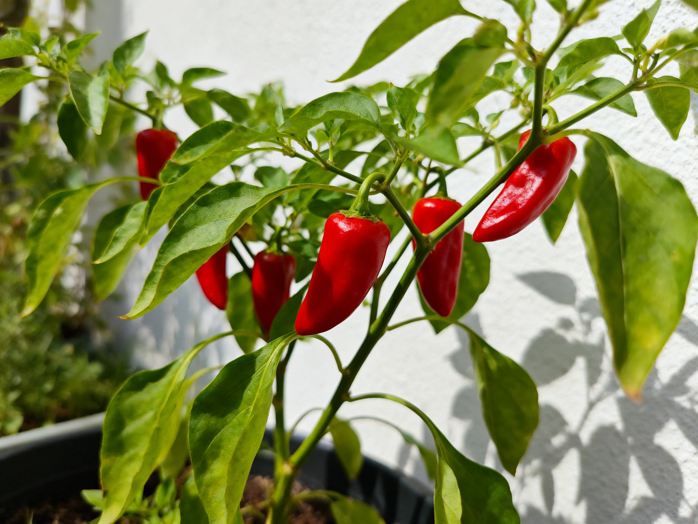 Six bright red chili peppers on a leafy green plant