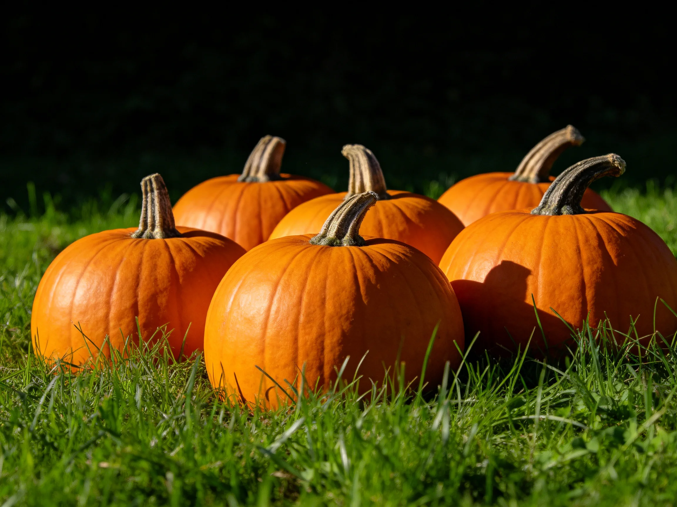 Six vibrant orange pumpkins arranged on lush green grass