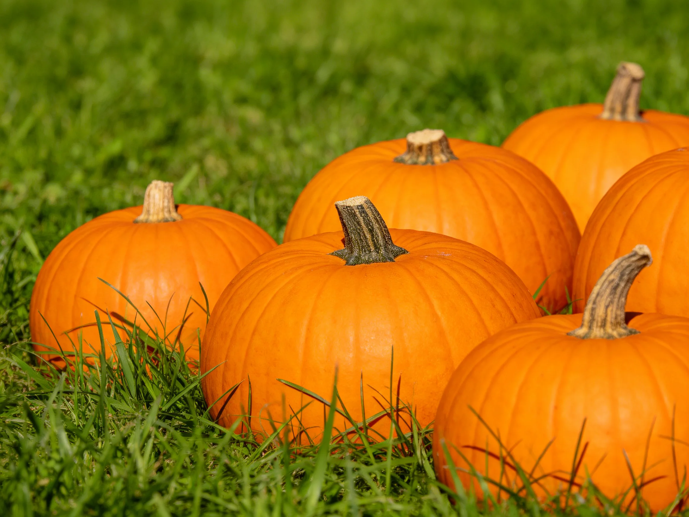 Six vibrant orange pumpkins grouped on lush green grass