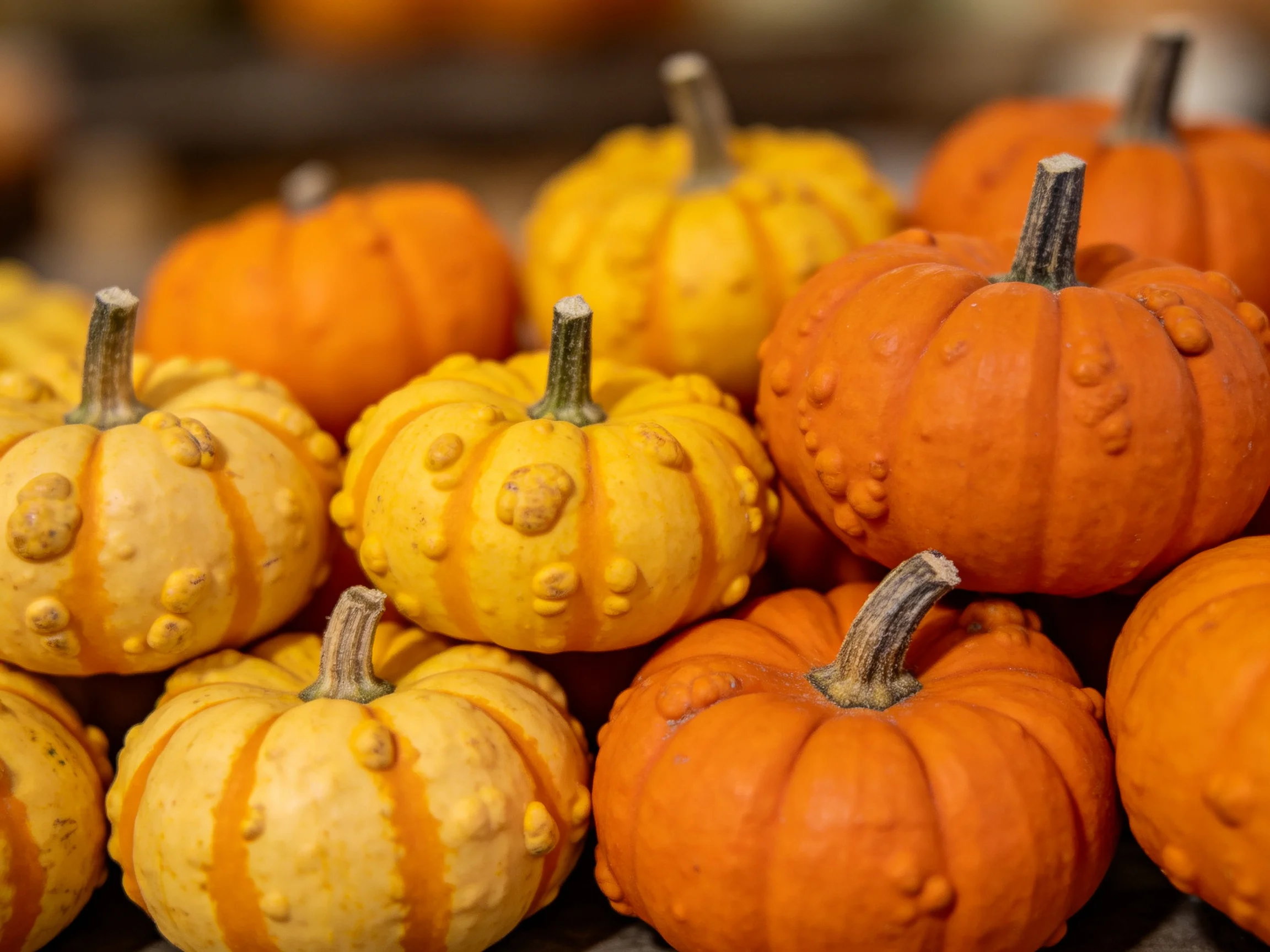 Small orange and yellow bumpy pumpkins clustered together