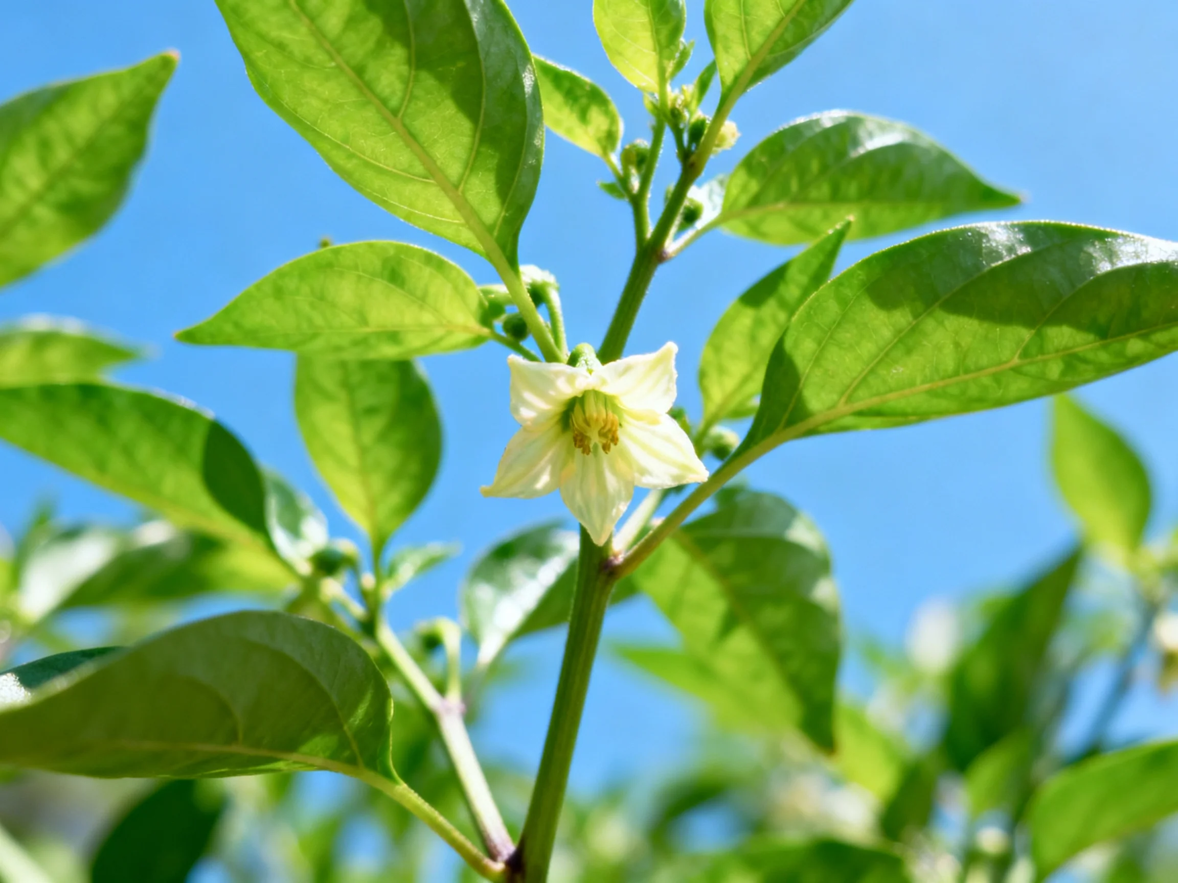 Small white flower blooms among green leaves under blue sky