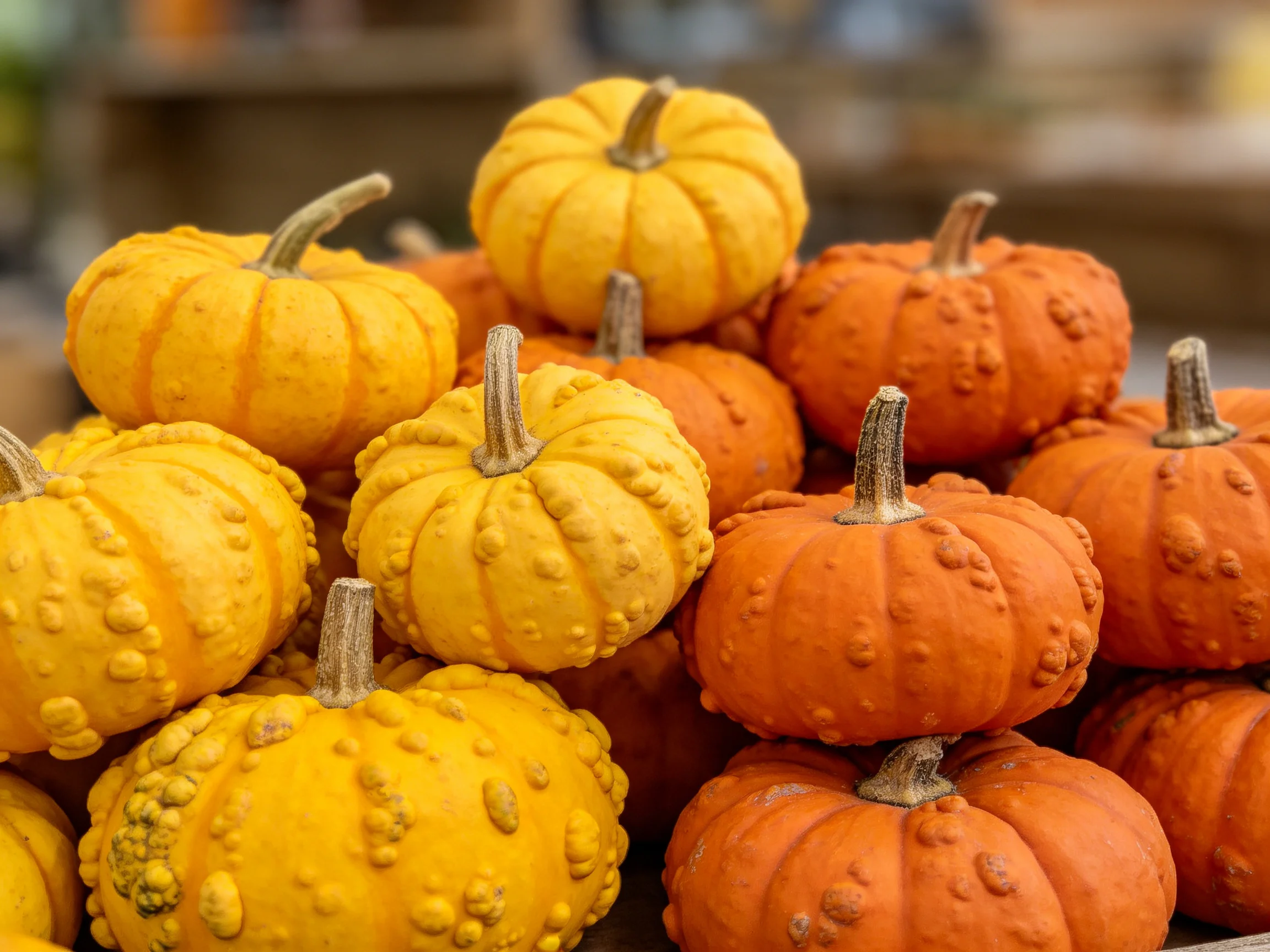 Small yellow and orange bumpy gourds clustered together
