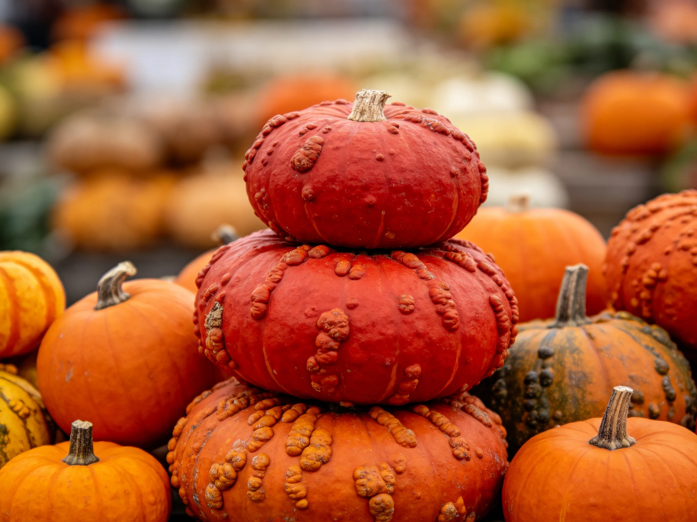 Stack of textured red and orange pumpkins surrounded by autumn gourds